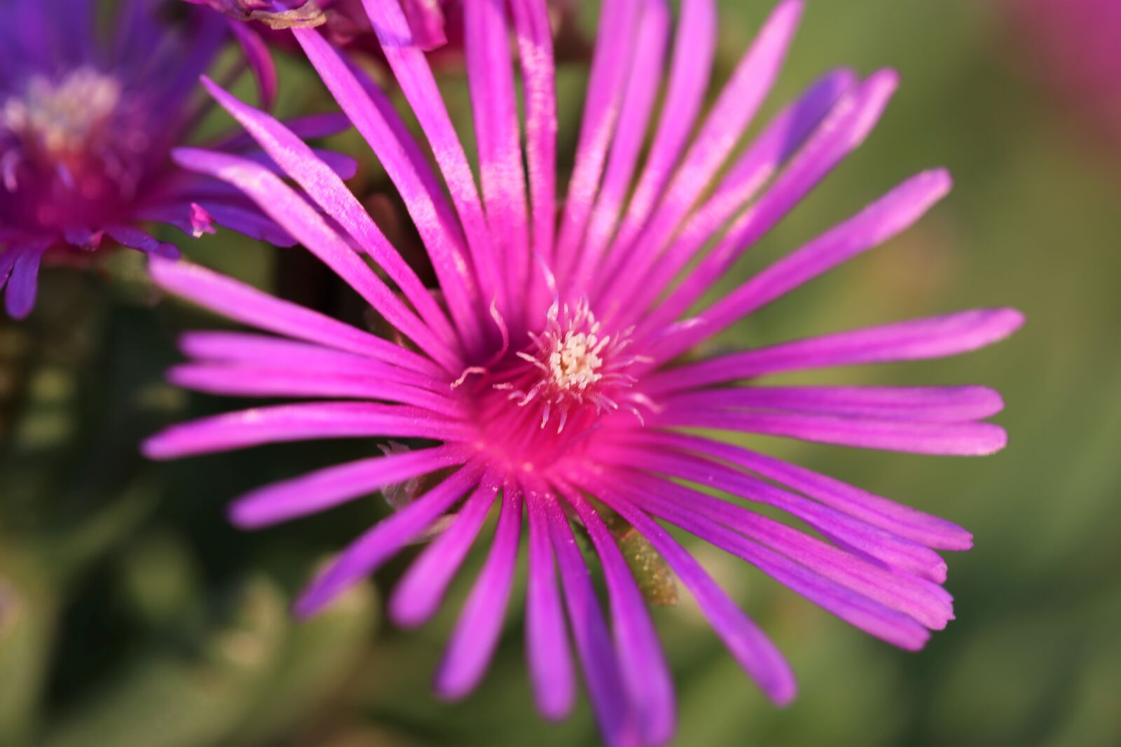 Canon EOS 6D + Canon EF 100mm F2.8 Macro USM sample photo. Aster novae angliae, rose photography