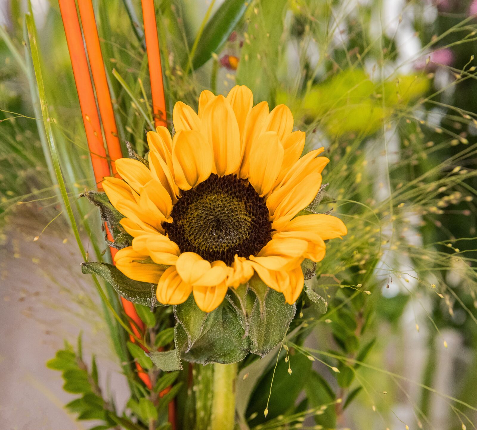 Canon EOS 80D sample photo. Sunflower, flower, plant photography