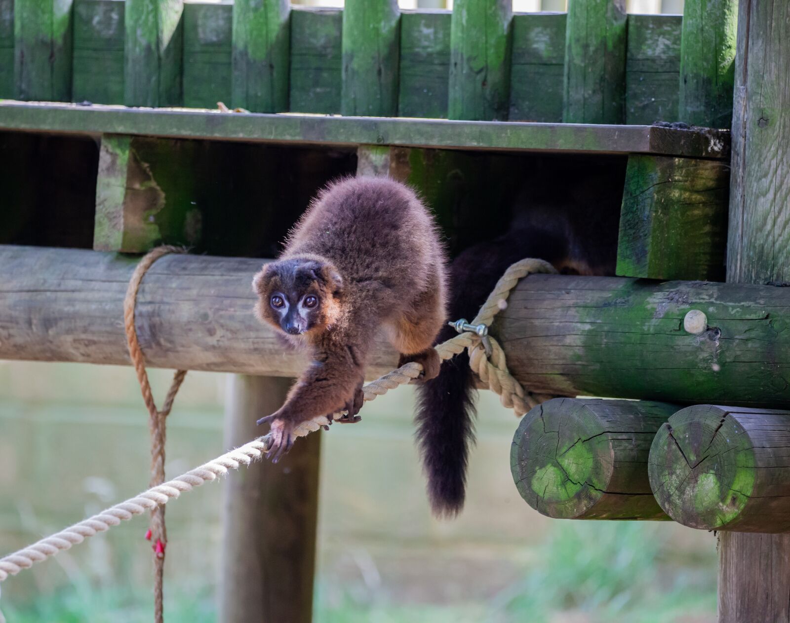 150-600mm F5-6.3 DG OS HSM | Contemporary 015 sample photo. Red-bellied lemur, endangered, lemur photography