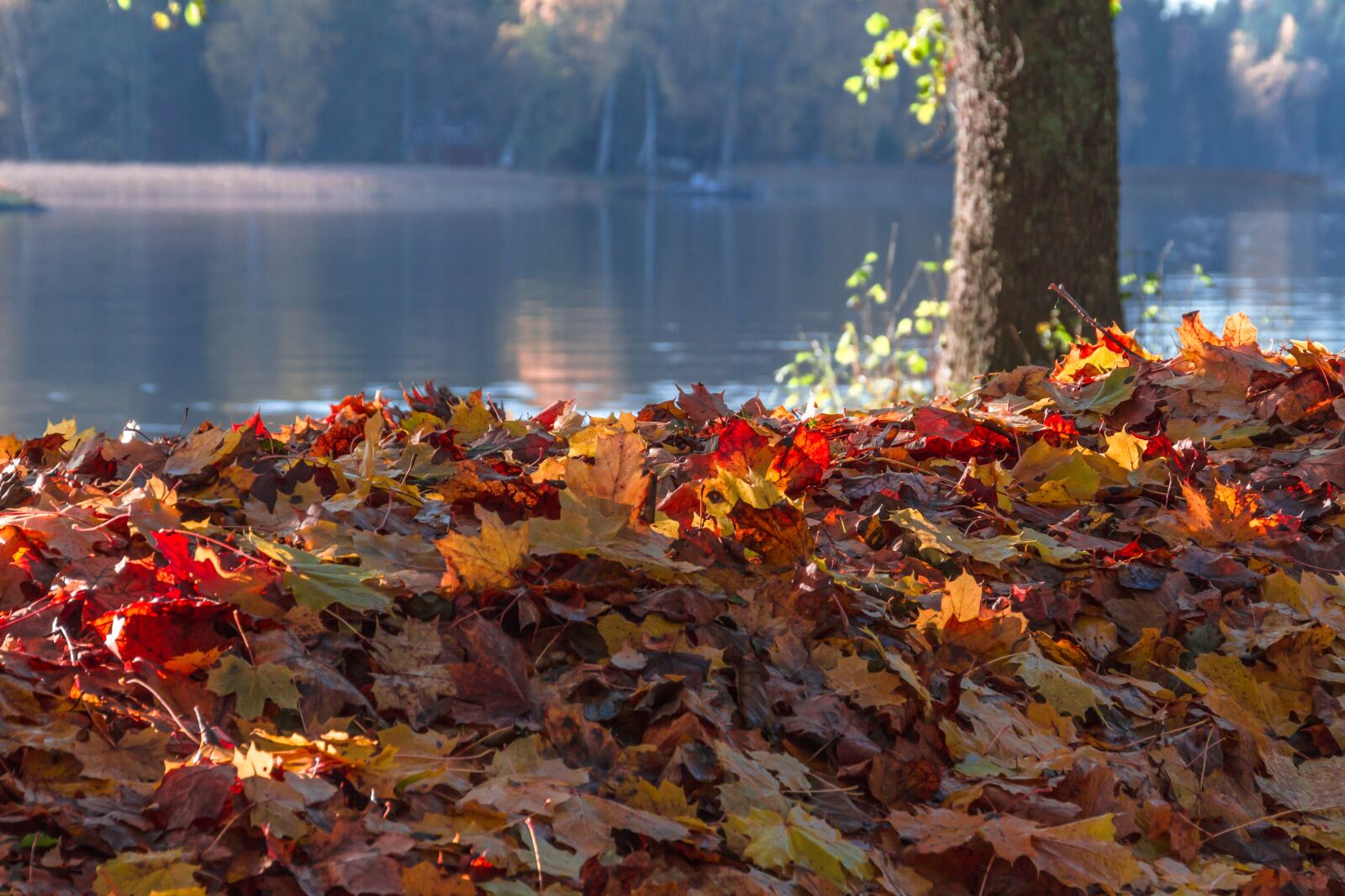 Canon EOS 7D sample photo. Autumn, leaf, maple photography