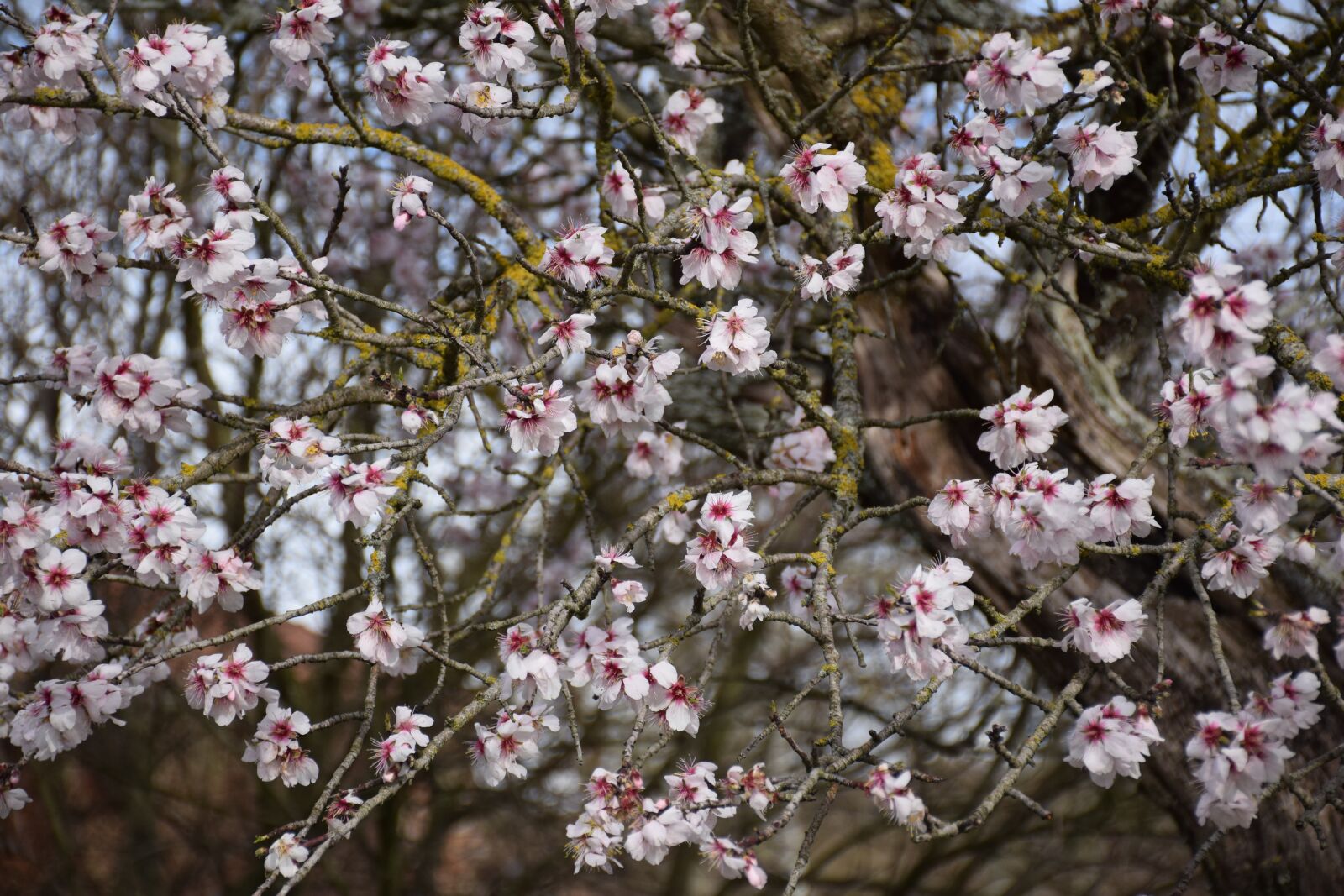 Nikon D5300 sample photo. Flower, nature, spring photography