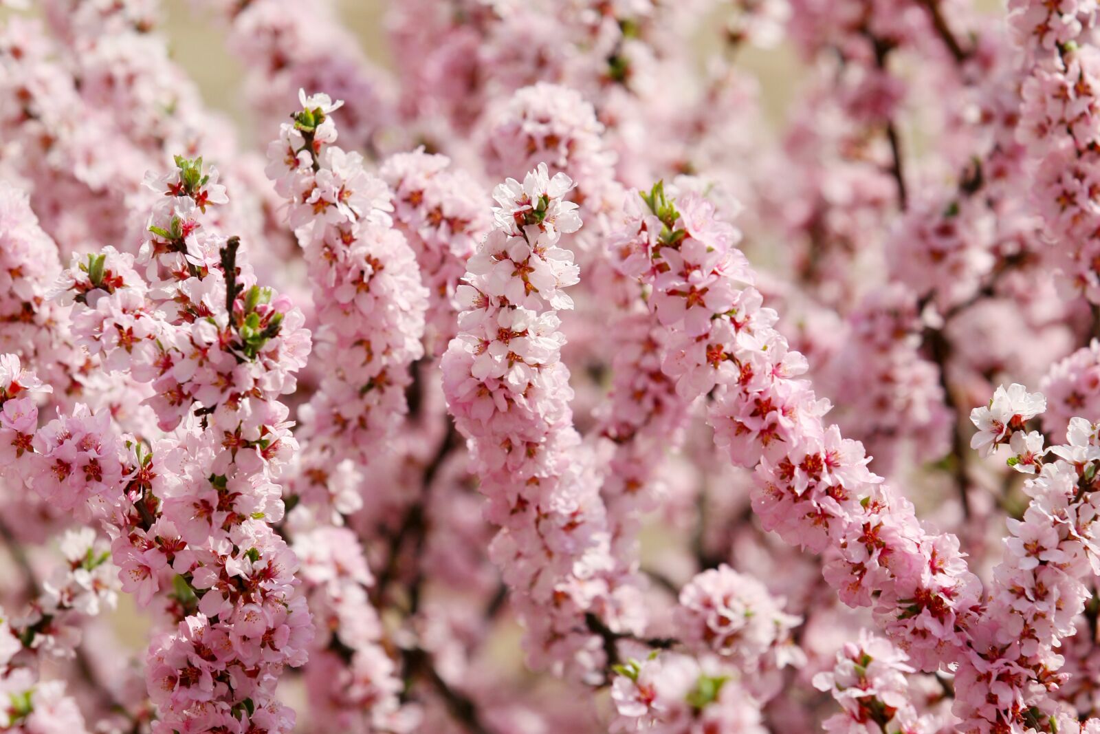 Canon EOS 5D sample photo. Spring, spring flowers, flowers photography