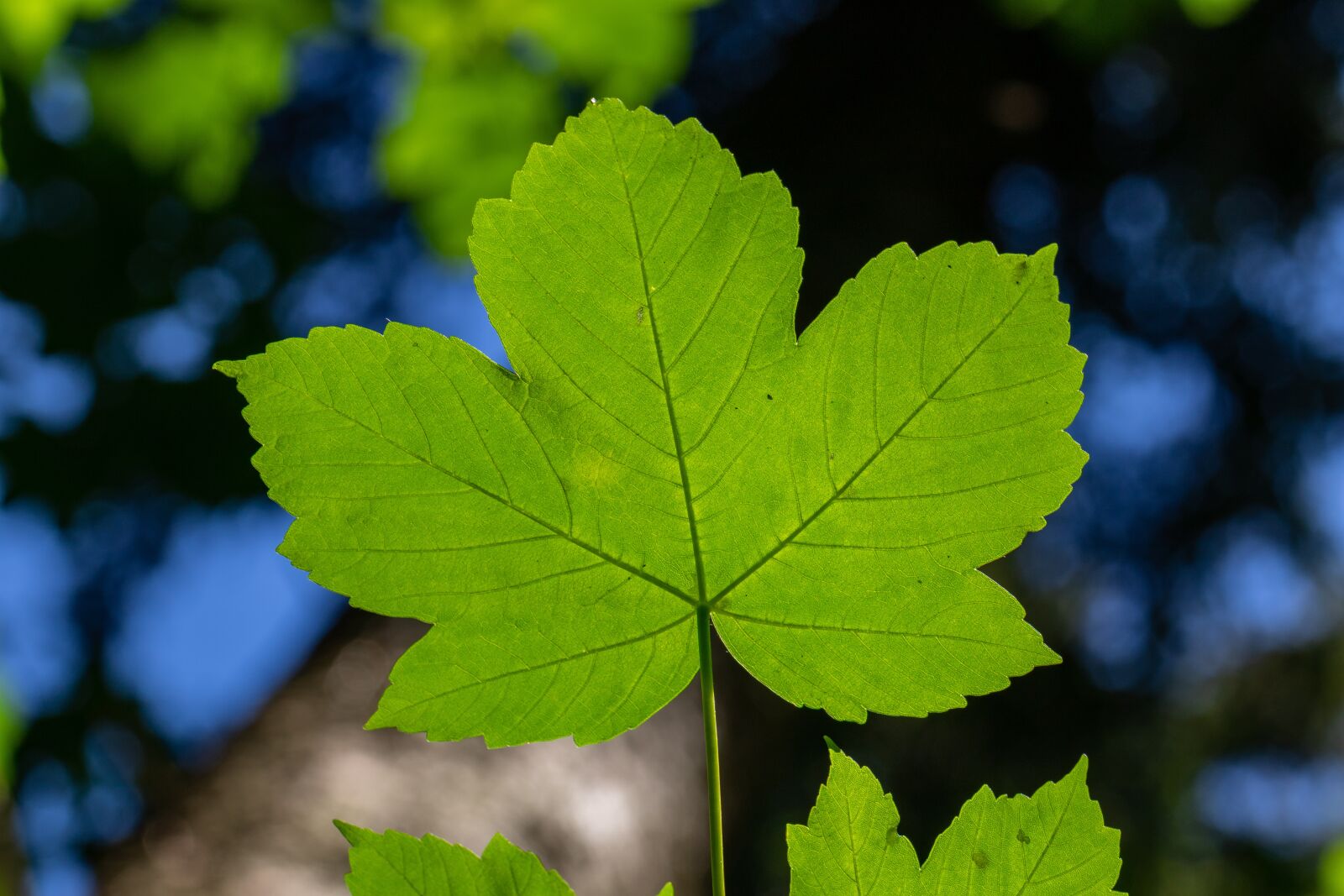Canon EOS 7D Mark II sample photo. Leaf, maple, mountain-maple photography