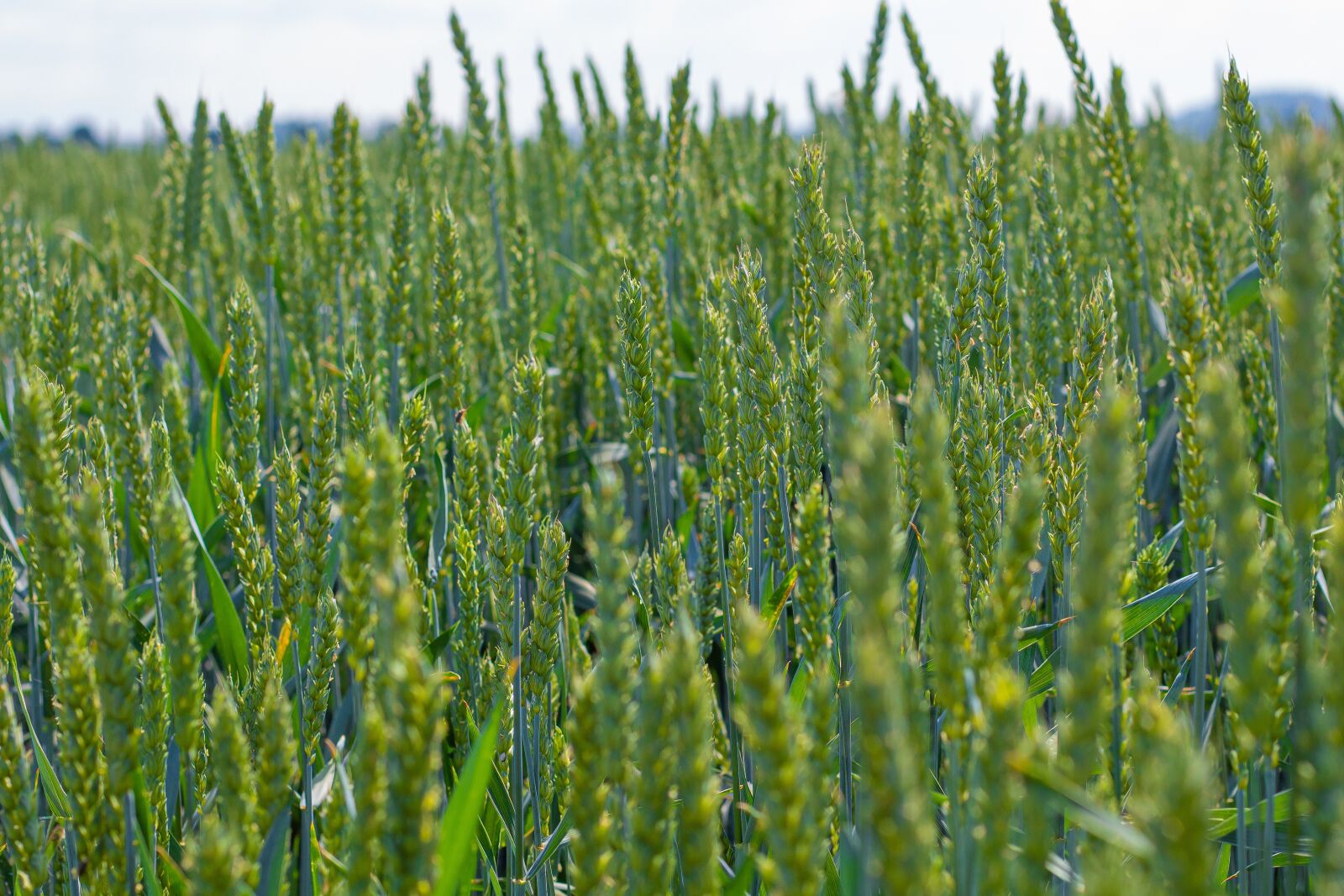 Canon EOS 700D (EOS Rebel T5i / EOS Kiss X7i) + Canon EF 50mm F1.8 II sample photo. Wheat, rye, cereals photography