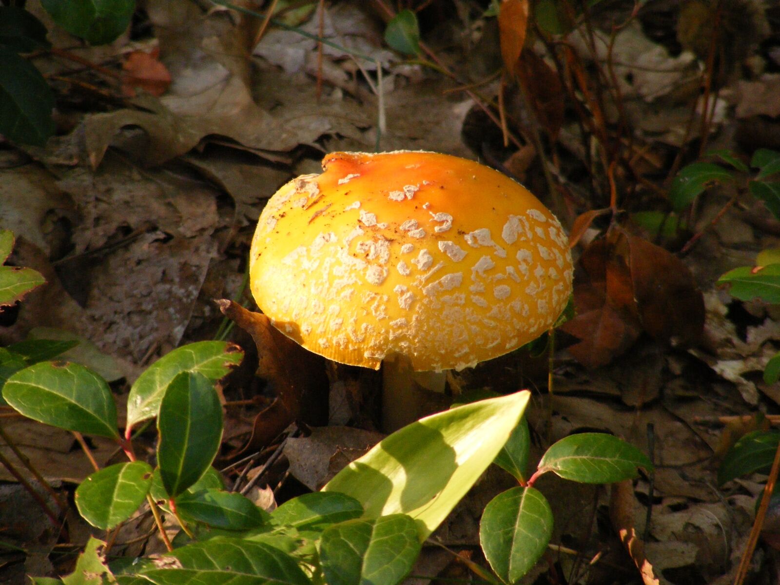 Fujifilm FinePix S5700 S700 sample photo. Mushroom, fungus, colorful photography