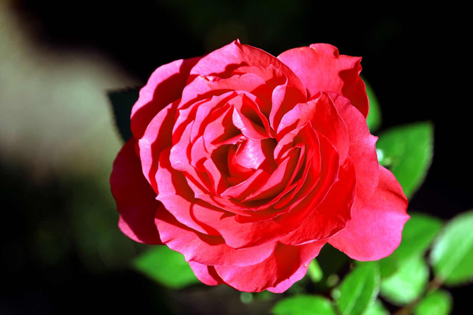 Canon EOS 1200D (EOS Rebel T5 / EOS Kiss X70 / EOS Hi) sample photo. Rose, red, blossom photography