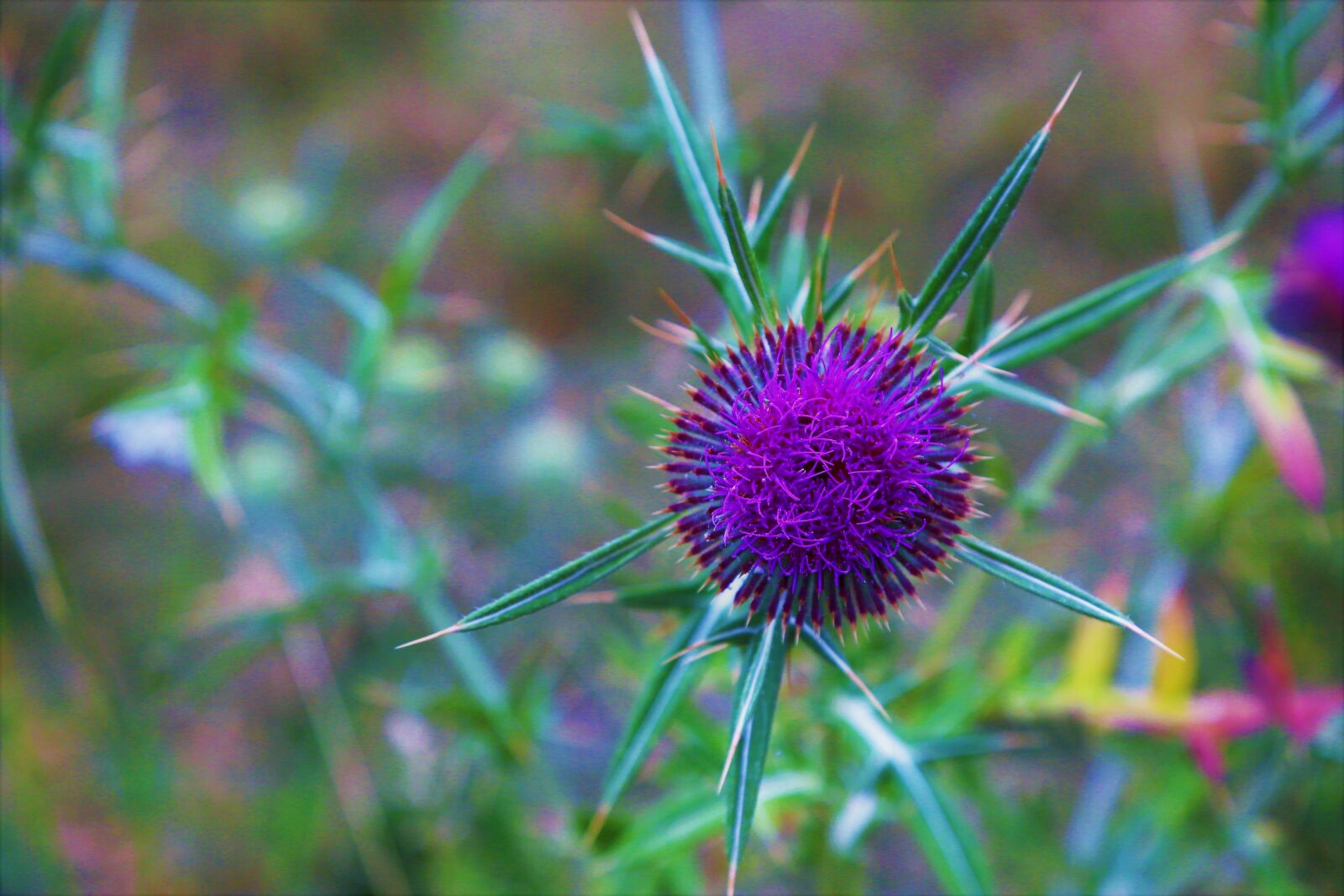Canon EOS 5D Mark III sample photo. Flower, nature, dea photography