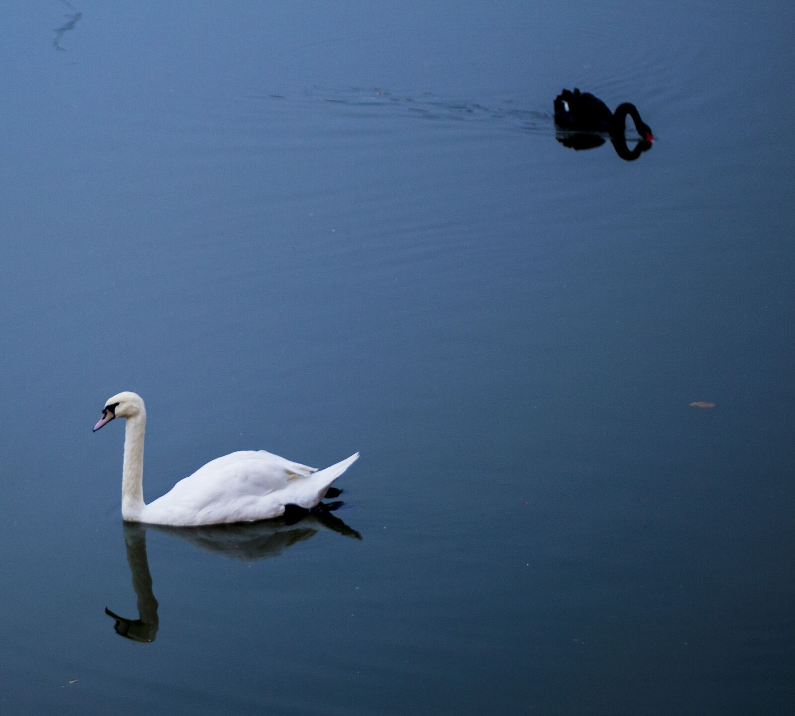 Canon EOS 700D (EOS Rebel T5i / EOS Kiss X7i) + Canon EF 50mm F1.8 II sample photo. Duck, goose, water photography