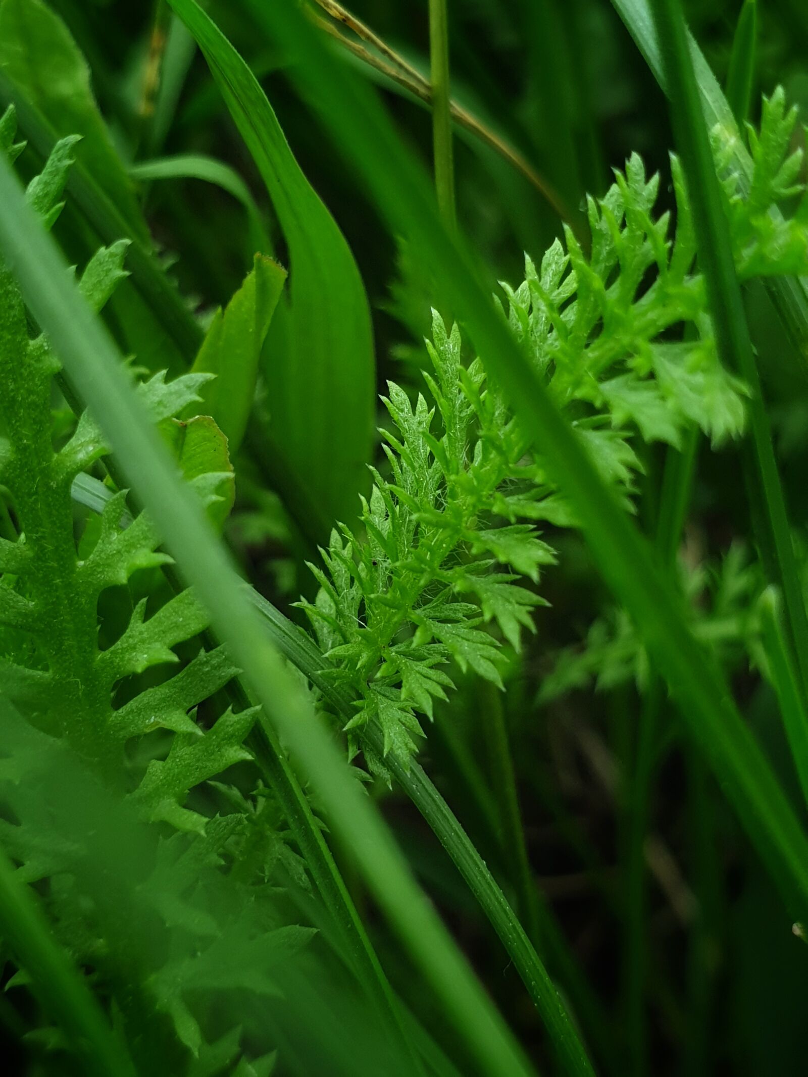 Samsung Galaxy Note9 sample photo. Grass, green, nature photography