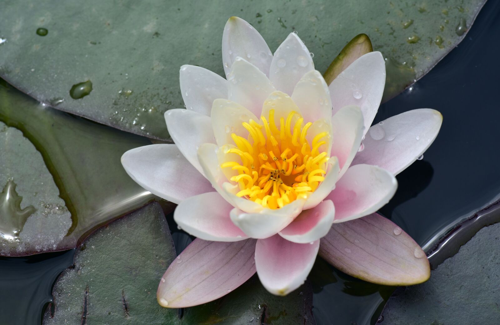 Nikon D750 sample photo. Water lily, white, pond photography