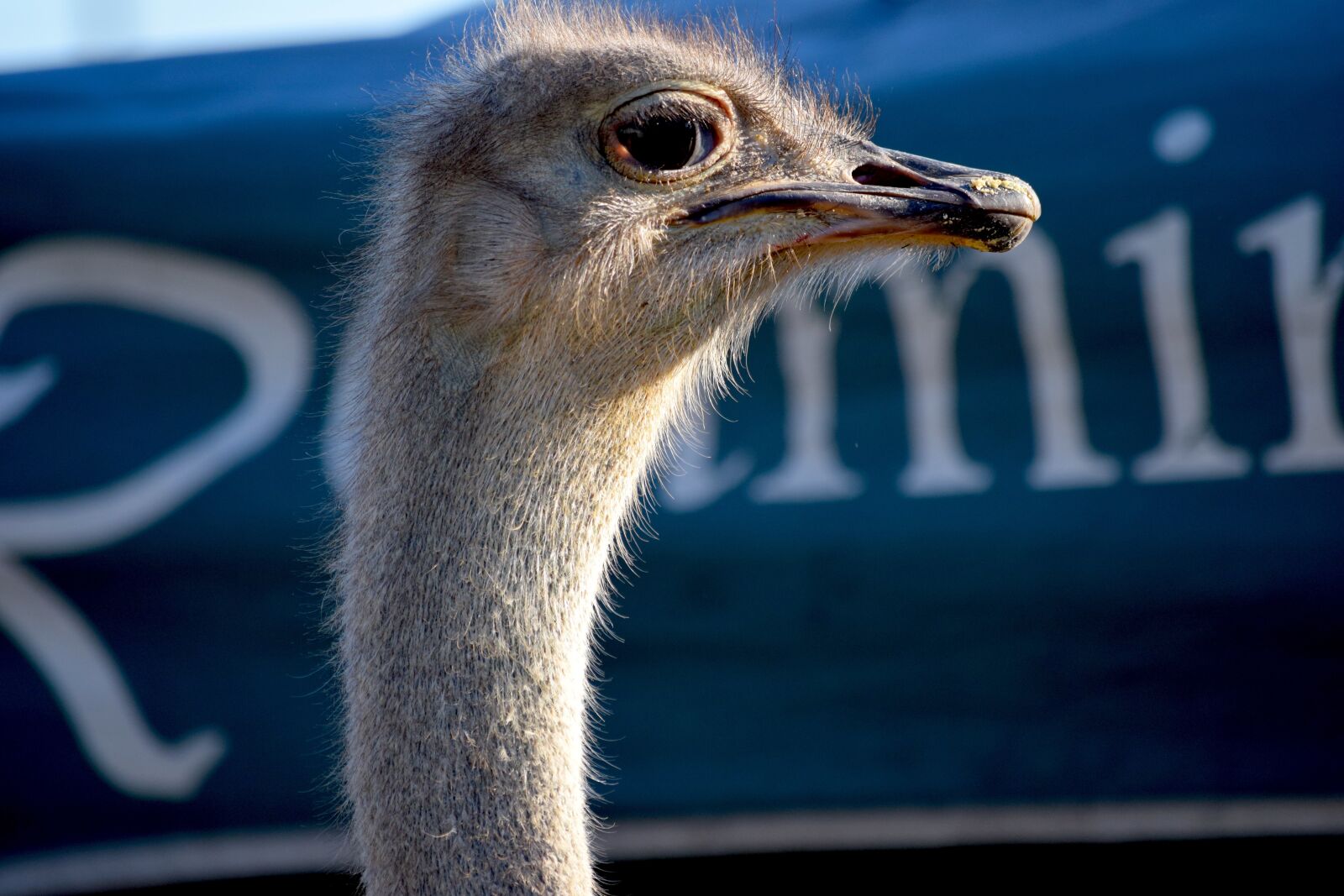 Nikon D3300 sample photo. Ostrich, county fair, rural photography