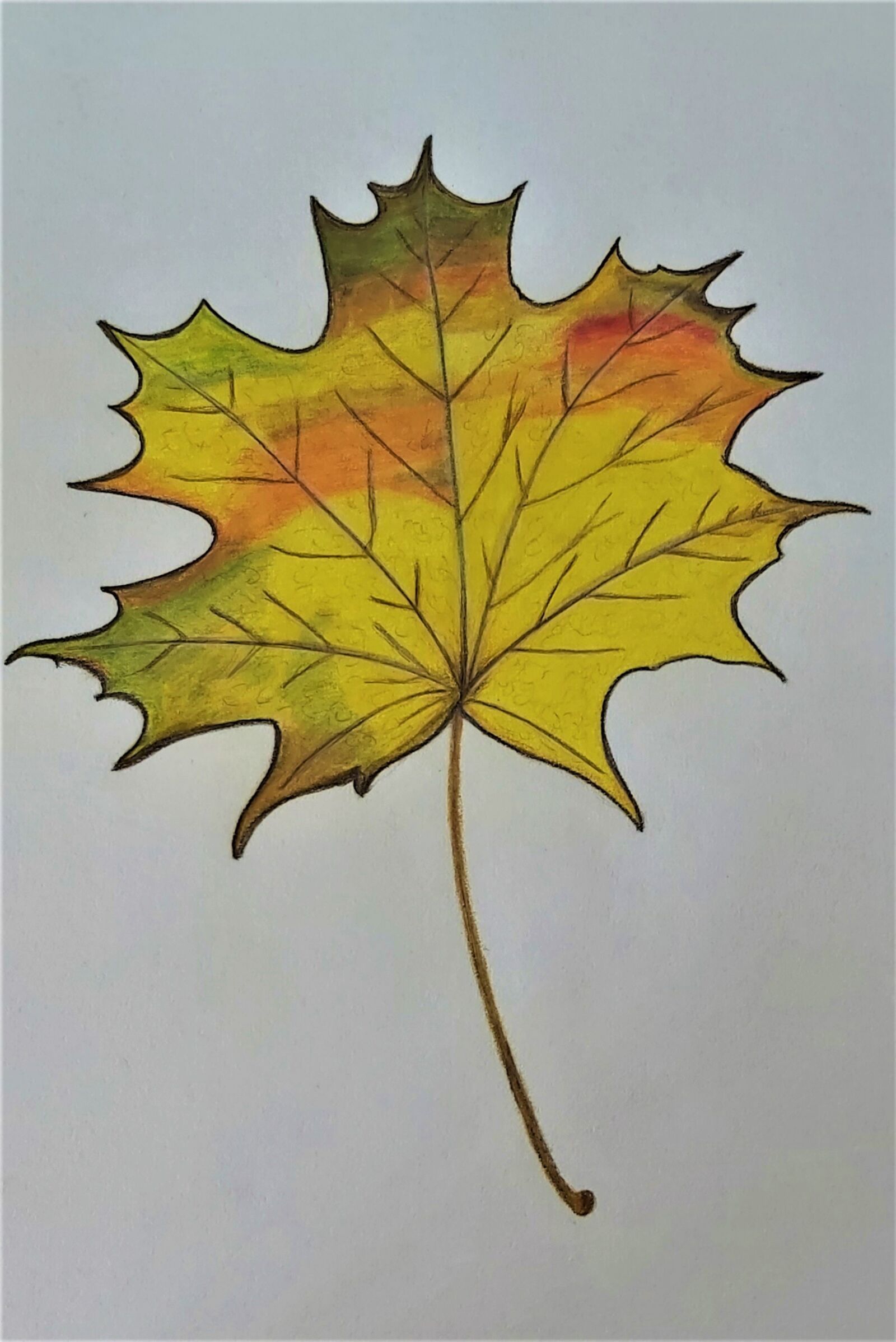 Samsung Galaxy A70 sample photo. Art, maple, leaf photography