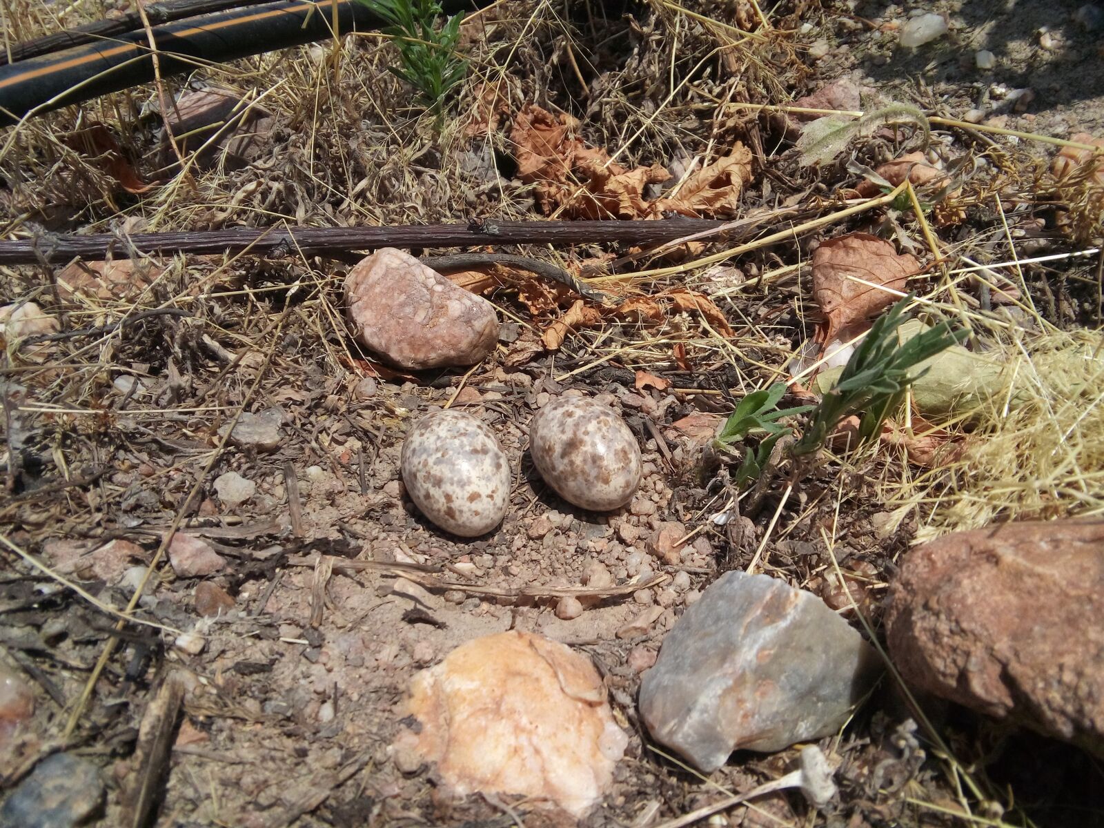 LG LBello sample photo. Nest, eggs, soil photography