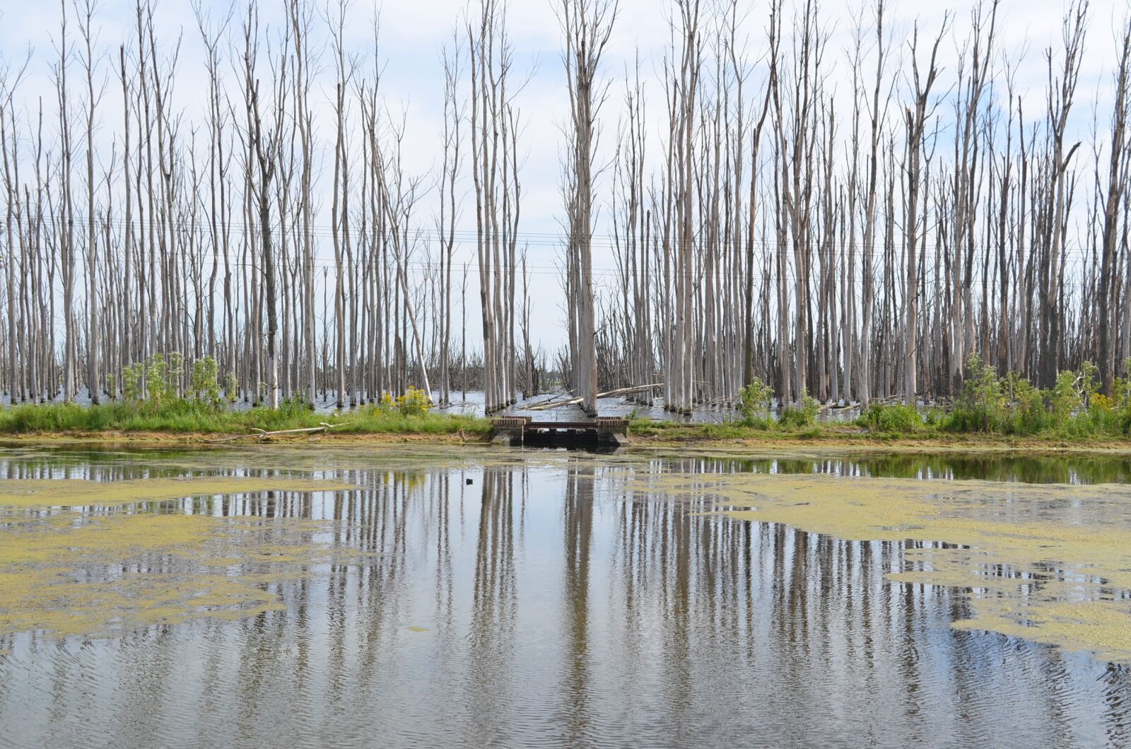 Nikon D7000 sample photo. Reflection, trees, water photography