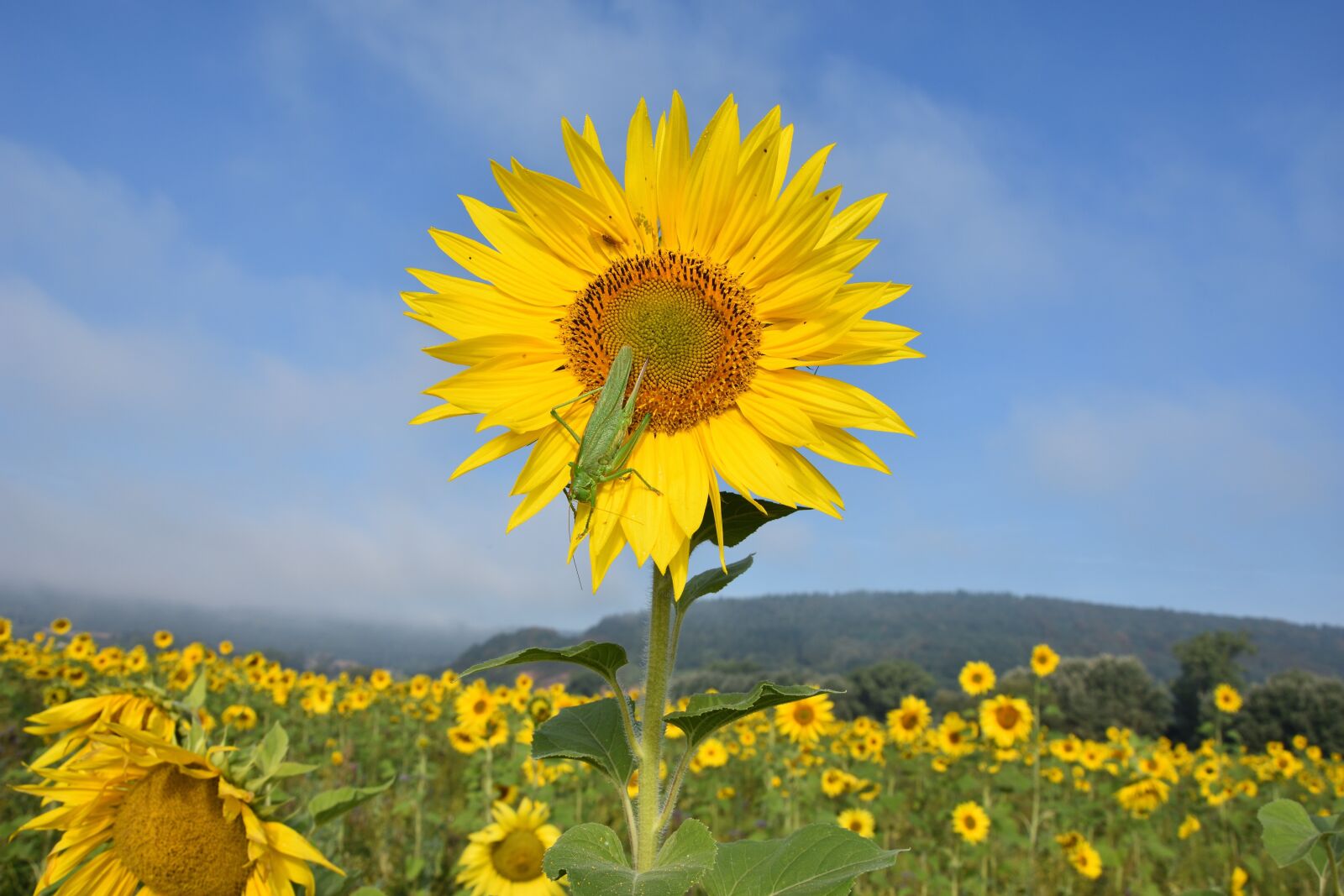 Nikon D7200 sample photo. Delicate insect, grasshopper, sunflower photography