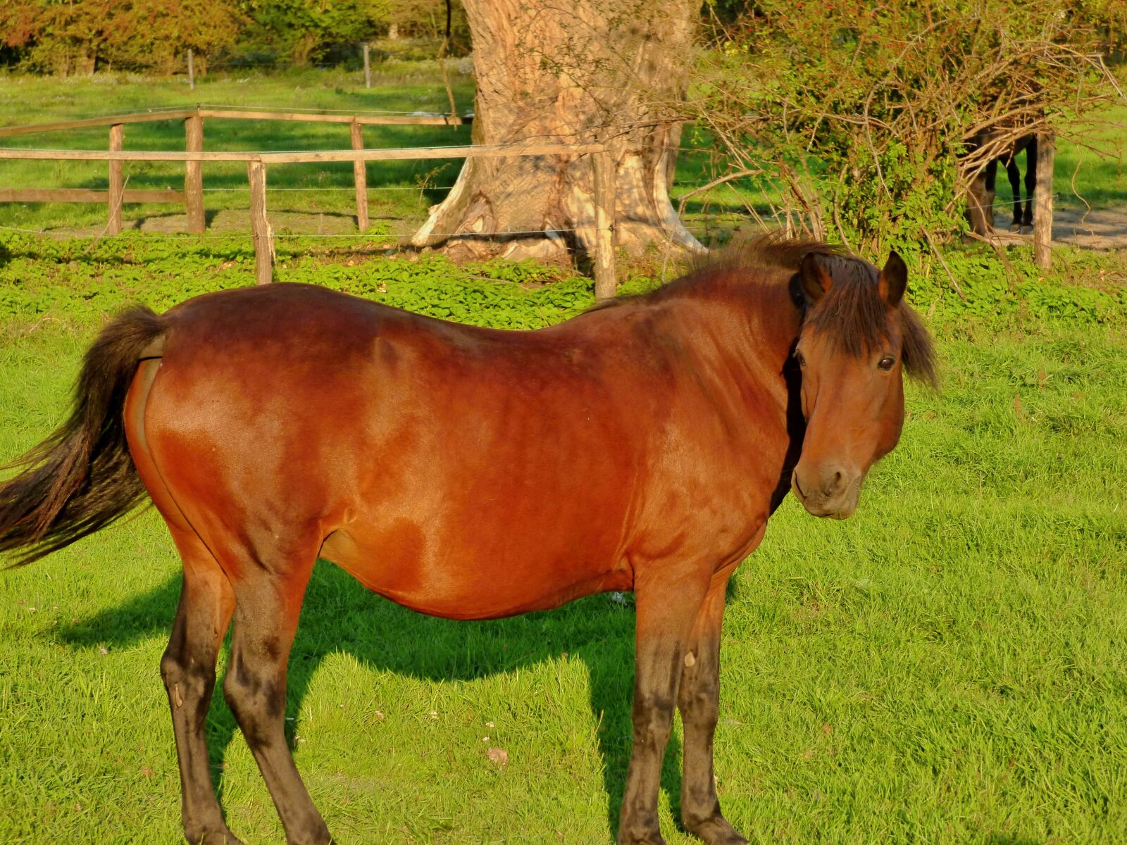 Panasonic DMC-FZ72 sample photo. Horse, hucul, animal photography