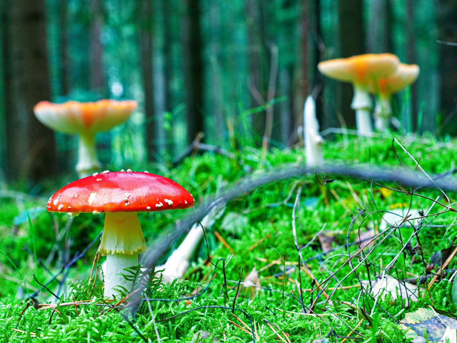 Nikon D300S sample photo. Mushroom, autumn, forest photography