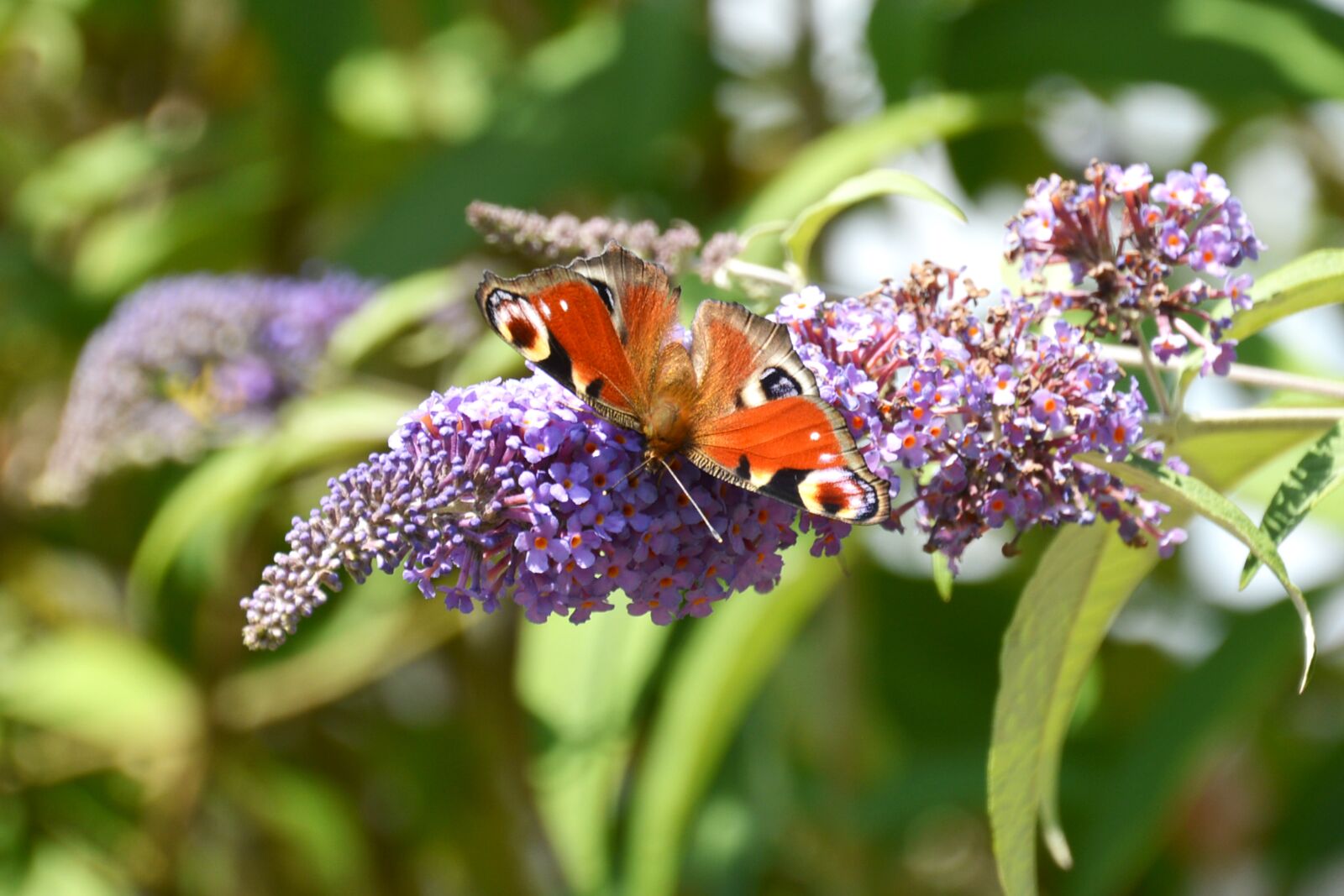 Nikon D3200 sample photo. Peacock butterfly, butterfly, summer photography