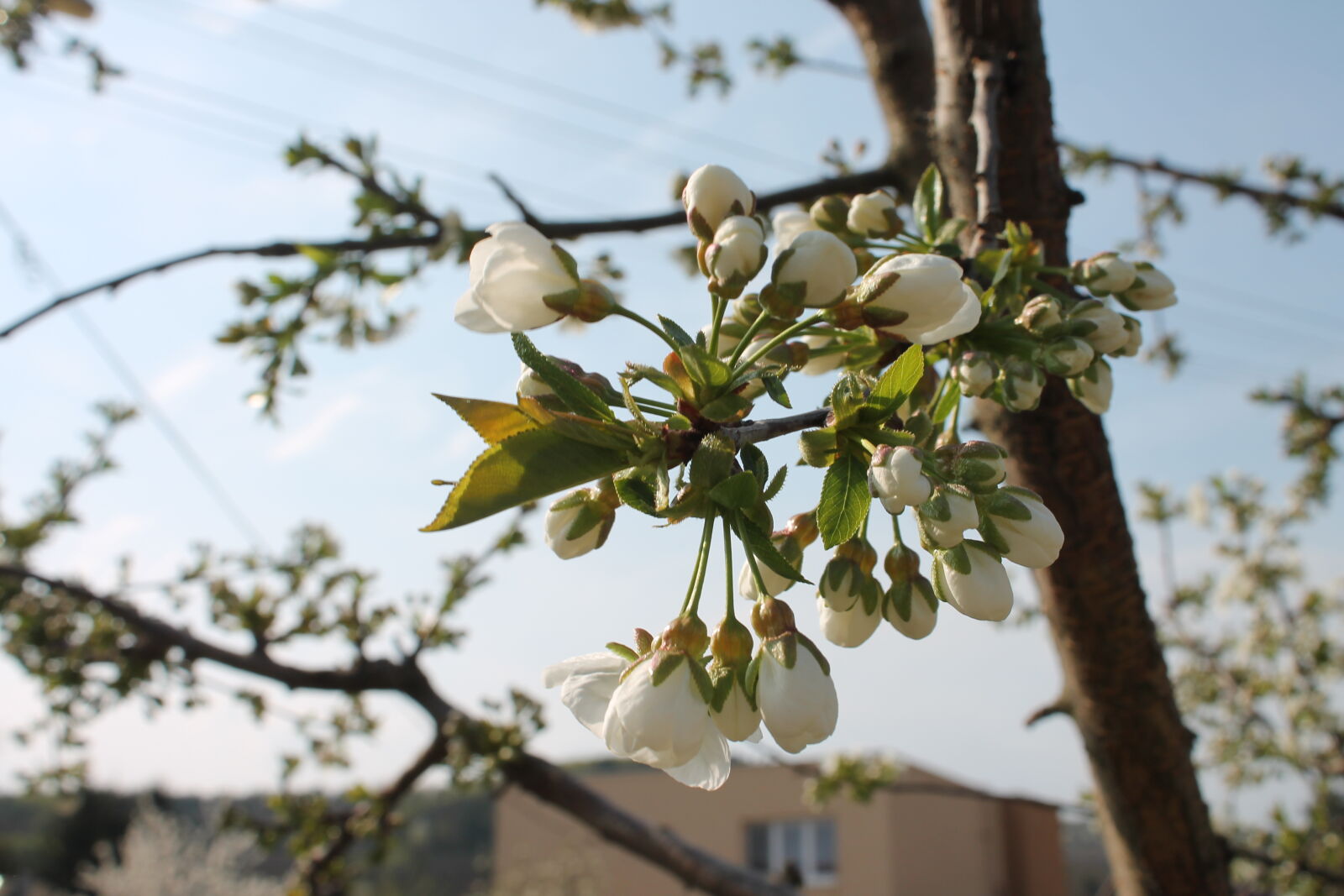Canon EOS 1100D (EOS Rebel T3 / EOS Kiss X50) sample photo. Flower, tree, house photography