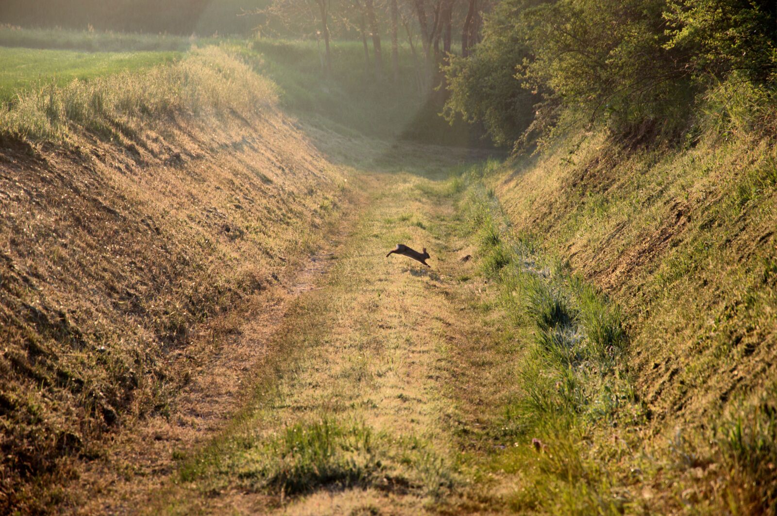 Nikon D3200 sample photo. Hare, fog, nature photography