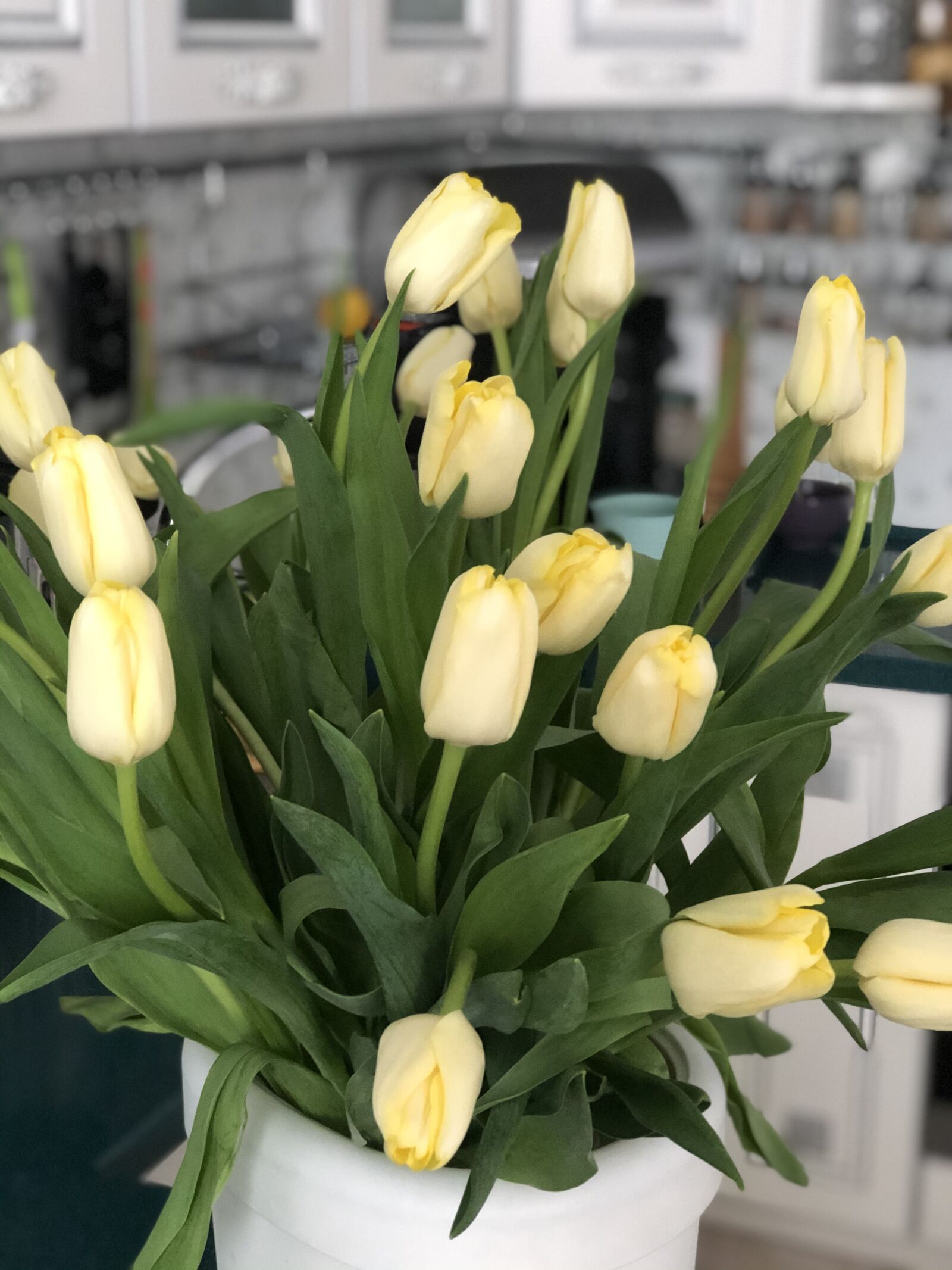 iPhone 8 Plus back dual camera 6.6mm f/2.8 sample photo. желтые, тюльпаны, весна photography