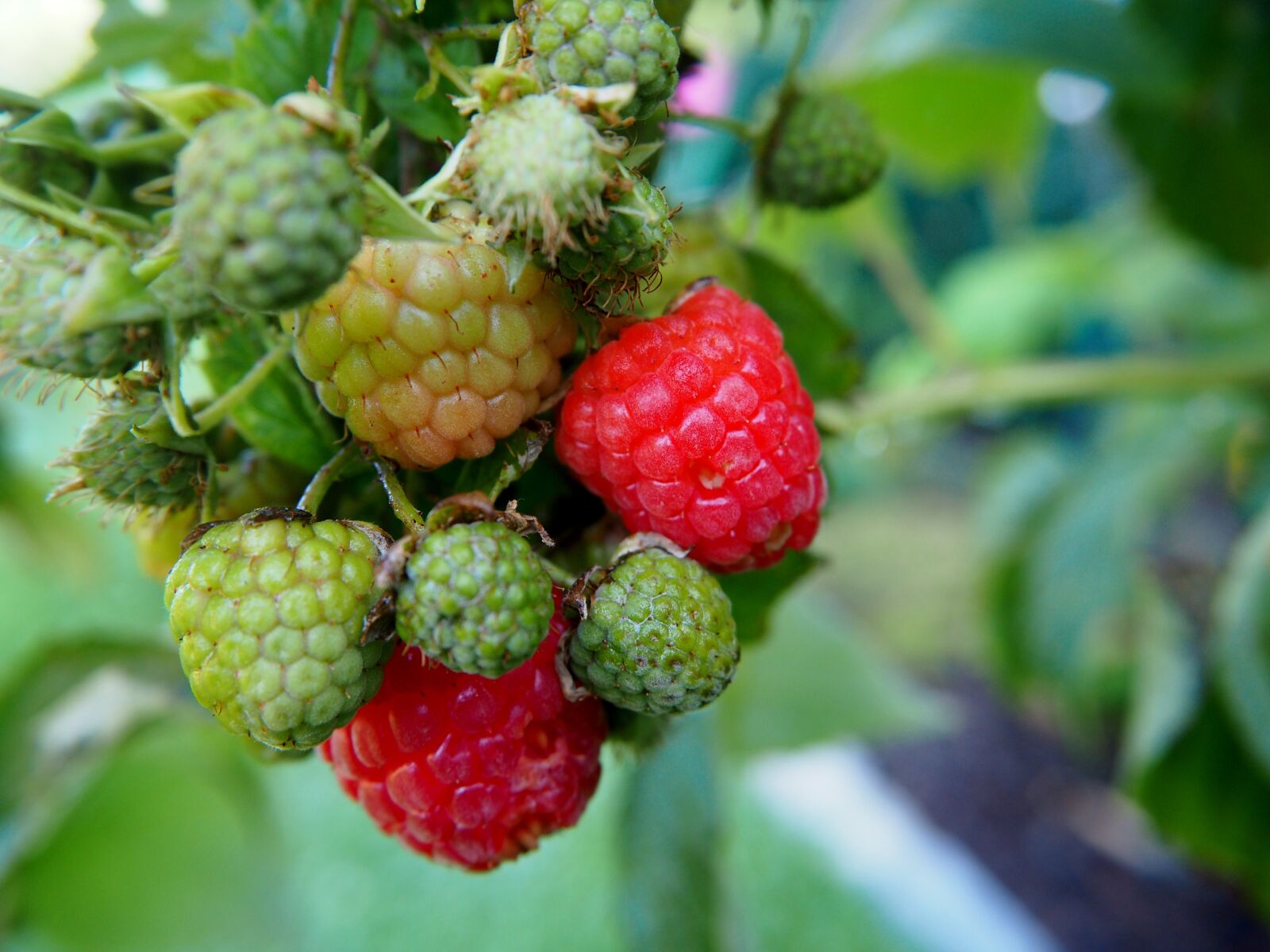 Olympus OM-D E-M10 sample photo. Raspberry, fruit, garden photography