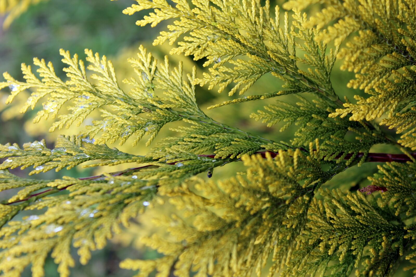 Canon EOS 1200D (EOS Rebel T5 / EOS Kiss X70 / EOS Hi) sample photo. Thuja, nature, plant photography