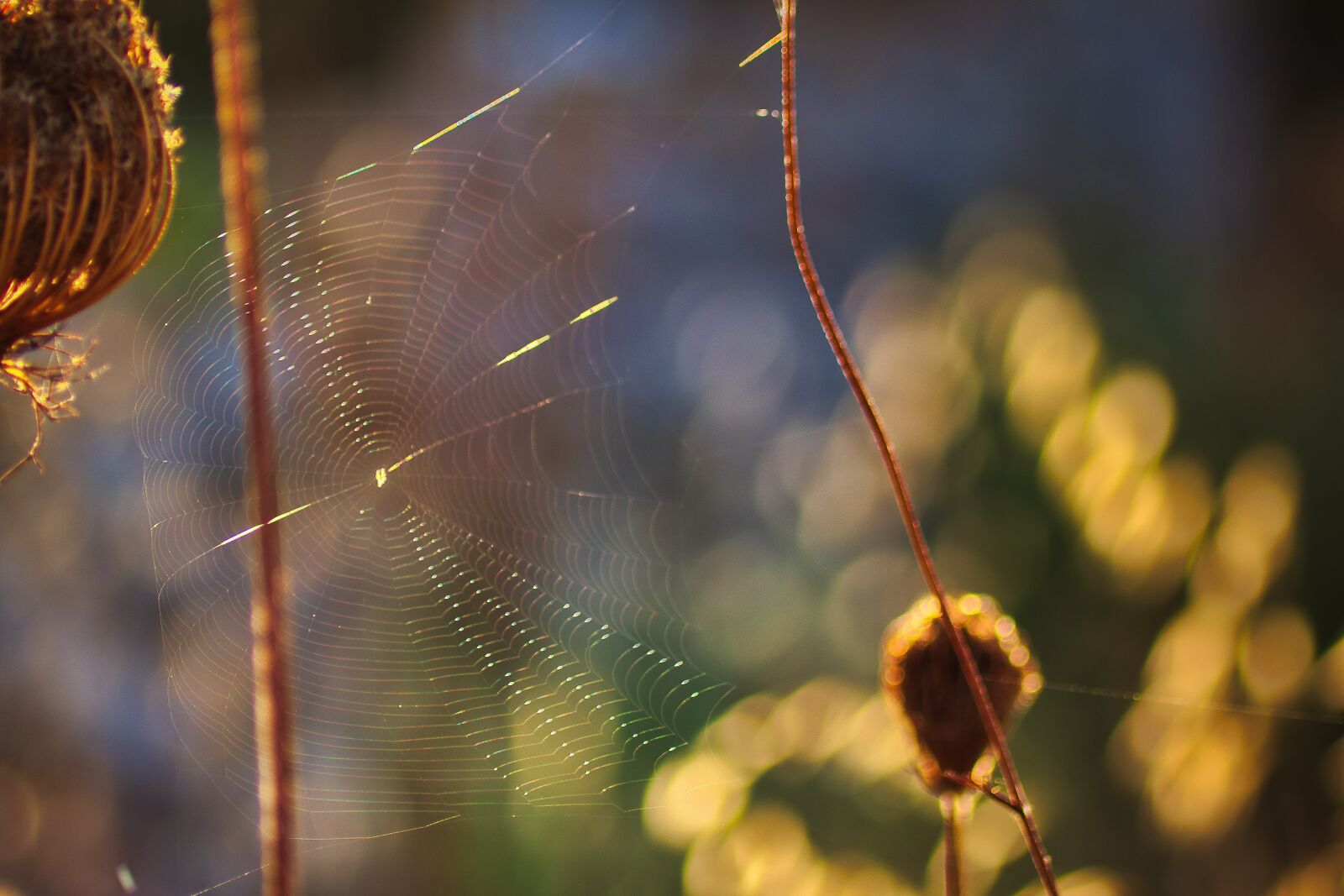 Canon EOS 80D sample photo. Cobweb, nature, plant photography