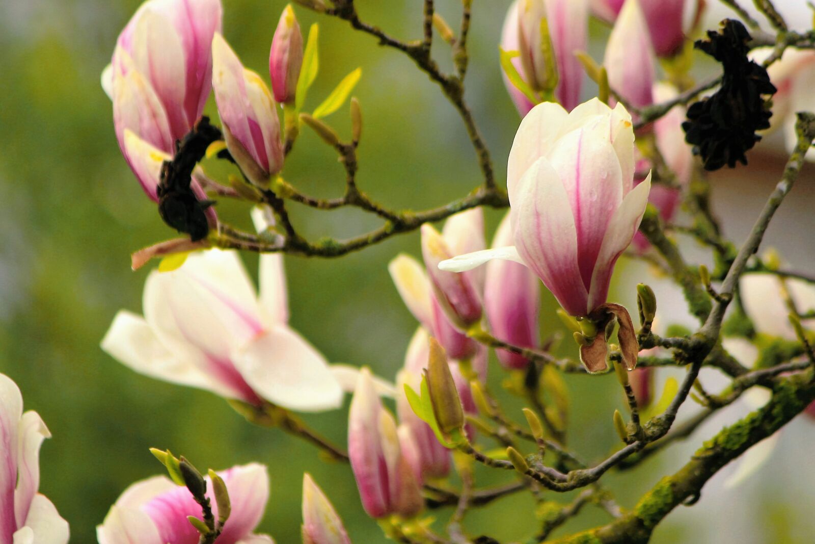 Canon EOS 550D (EOS Rebel T2i / EOS Kiss X4) sample photo. Magnolia, fragrant, spring photography