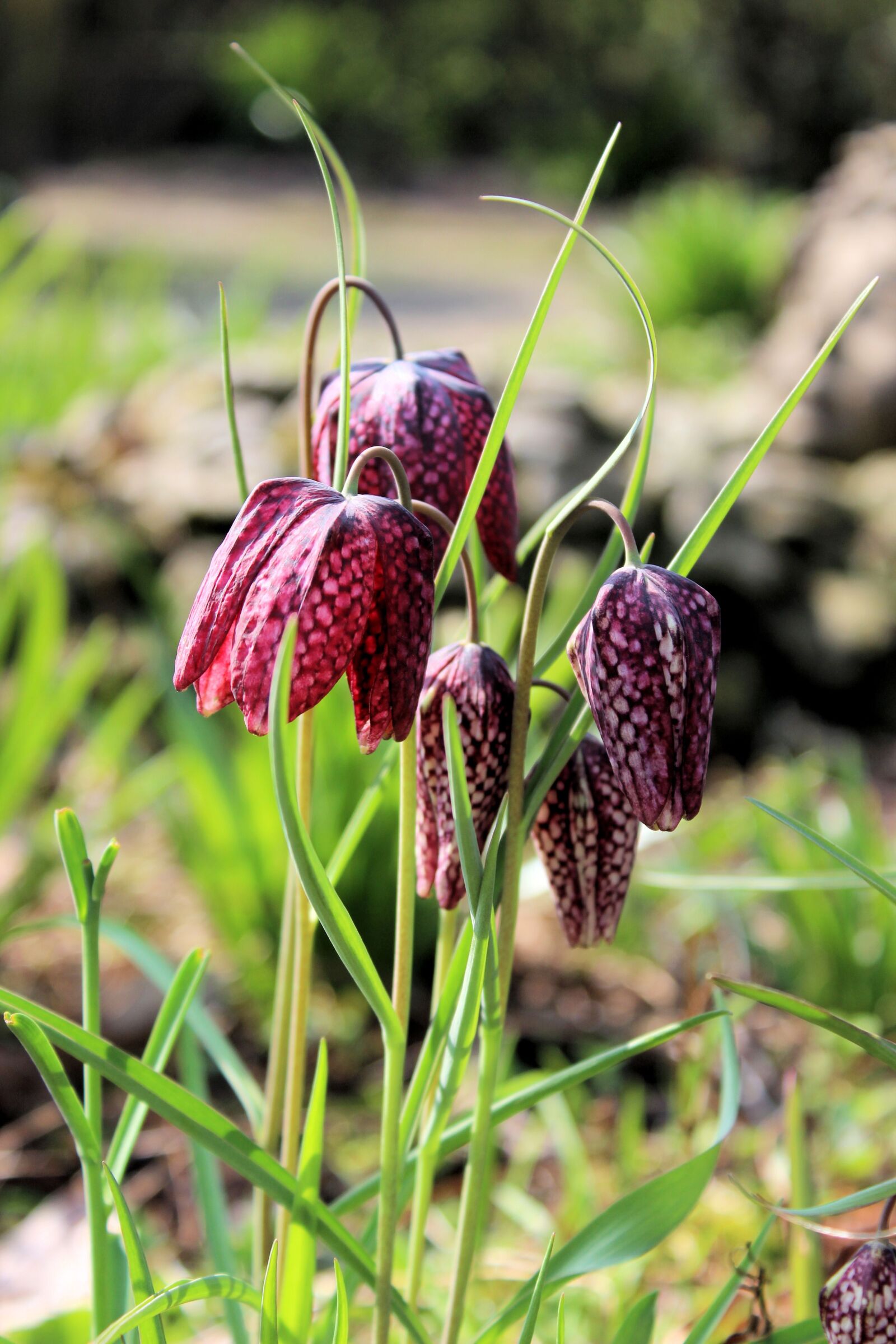 Canon EOS 600D (Rebel EOS T3i / EOS Kiss X5) sample photo. Kievitsbloem, purple, checkered photography