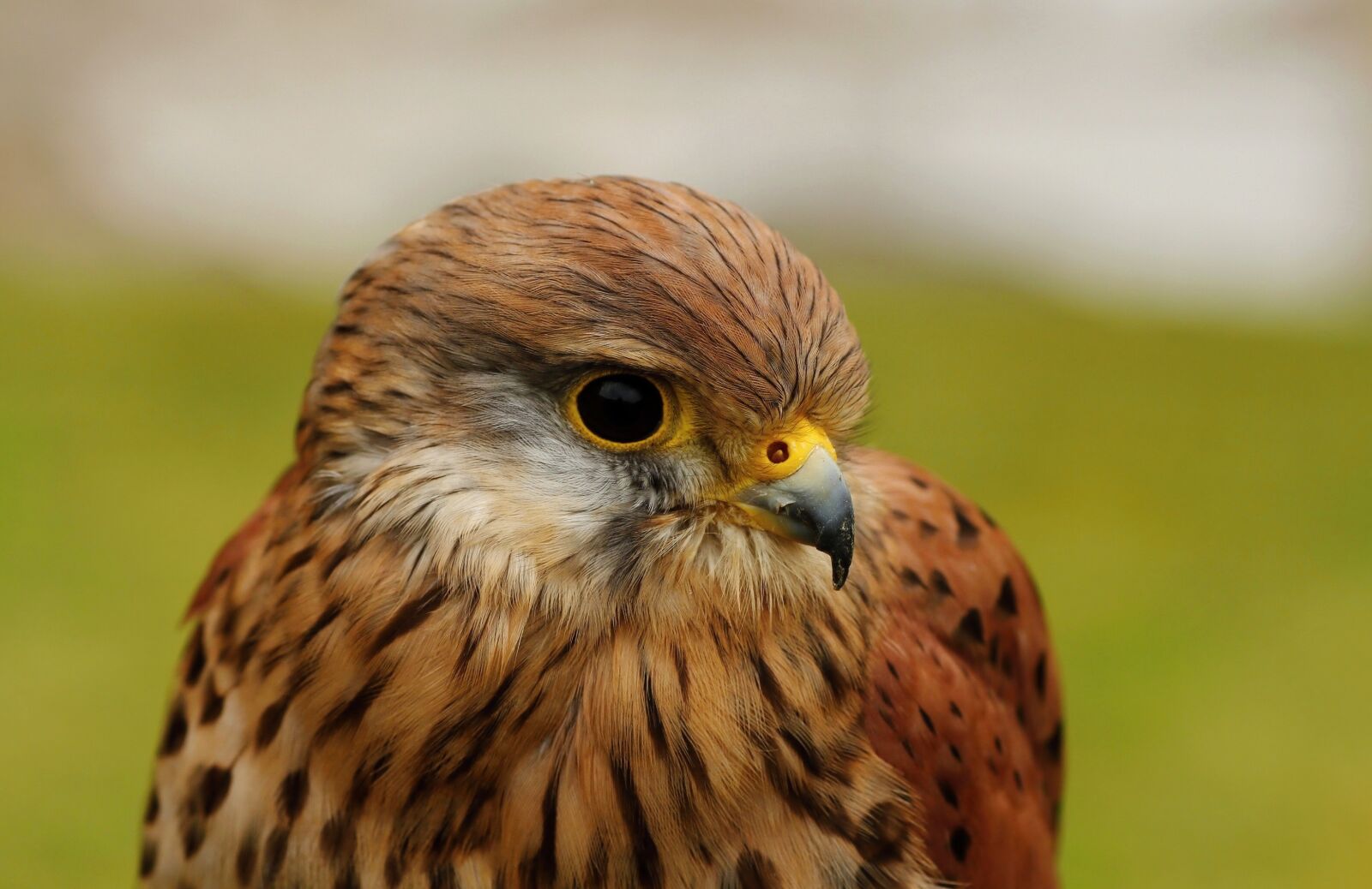 Canon EOS 650D (EOS Rebel T4i / EOS Kiss X6i) sample photo. Kestrel, predators, nature photography