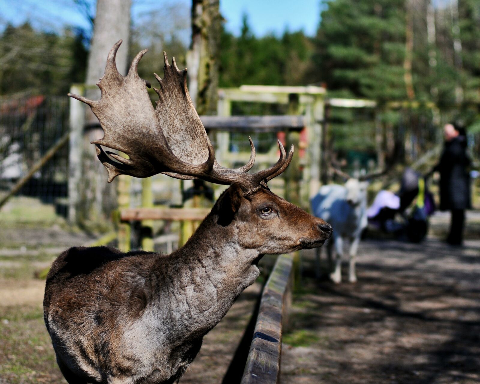 Nikon D300S sample photo. Hirsch, animal, wild photography