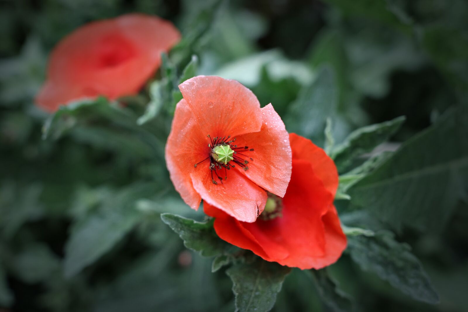 Sigma 24mm F1.4 DG HSM Art sample photo. Poppy, bloom, red photography