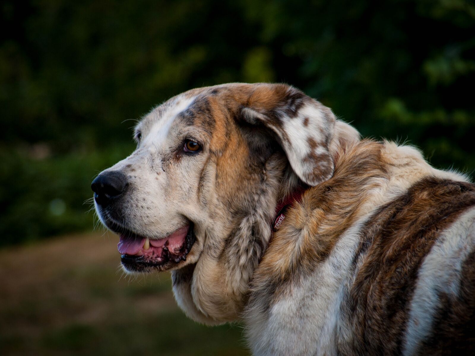 Olympus E-510 (EVOLT E-510) sample photo. Dog, mastin, dog head photography