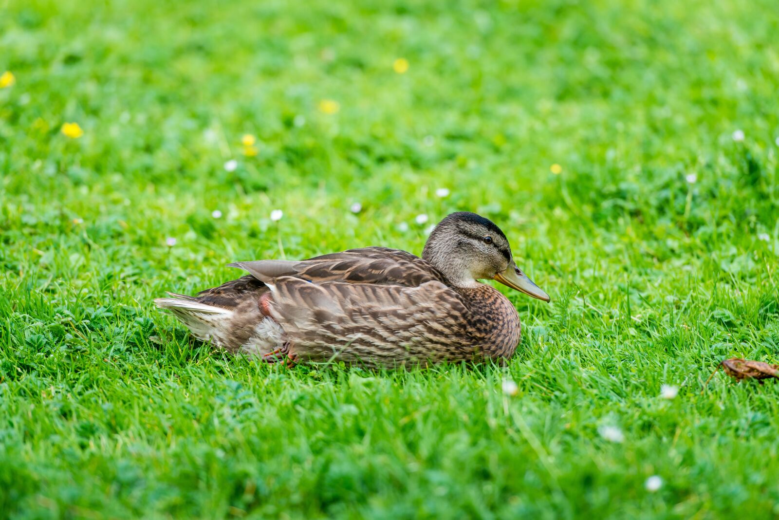 Nikon D800 sample photo. Duck, lawn, green photography