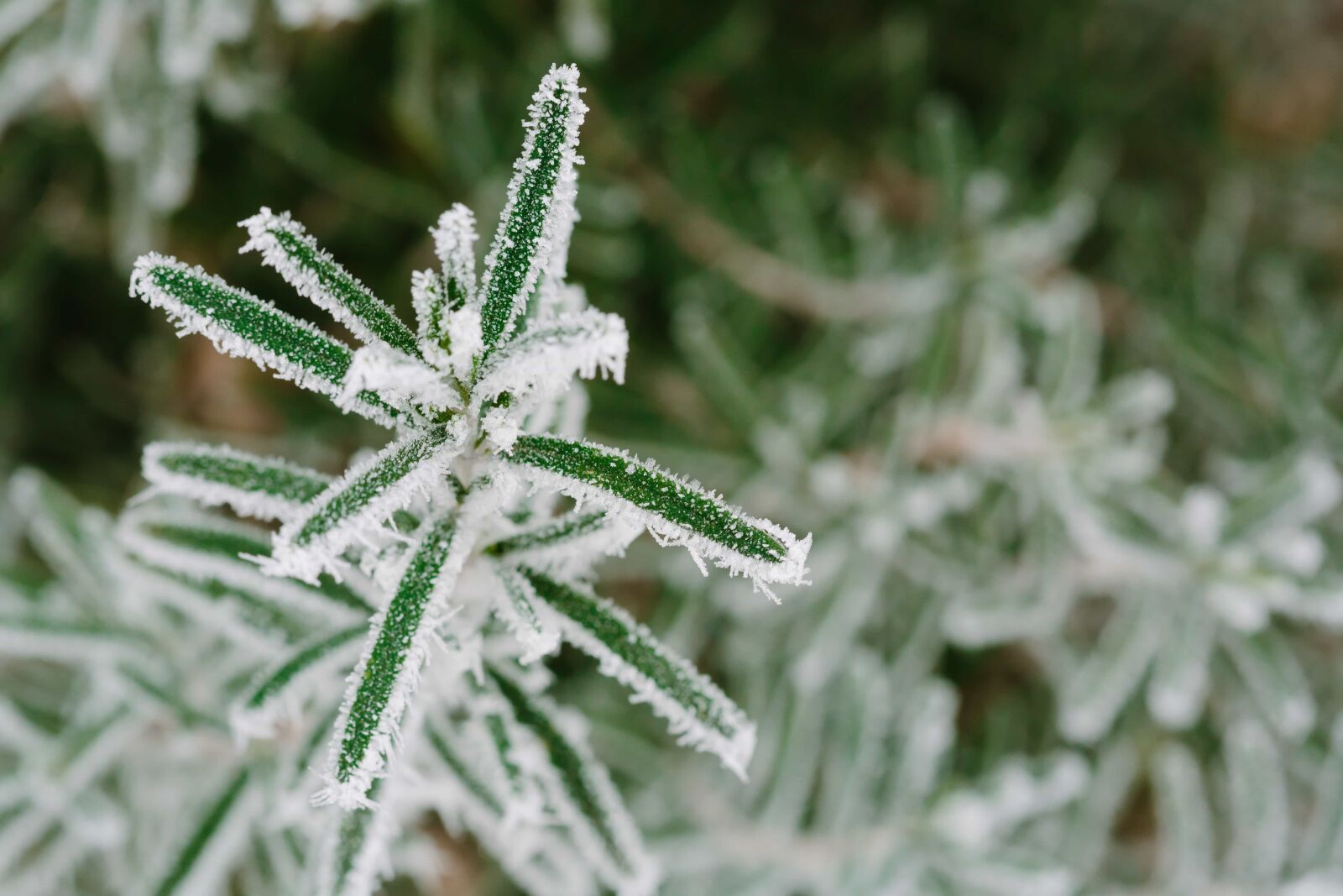 Canon EF 100mm F2.8 Macro USM sample photo. Cold, frost, green leaves photography