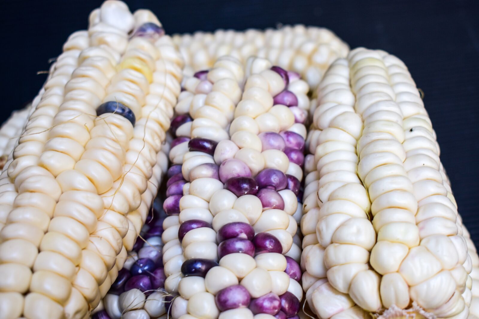 Nikon D3400 sample photo. Corn, cob, agriculture photography