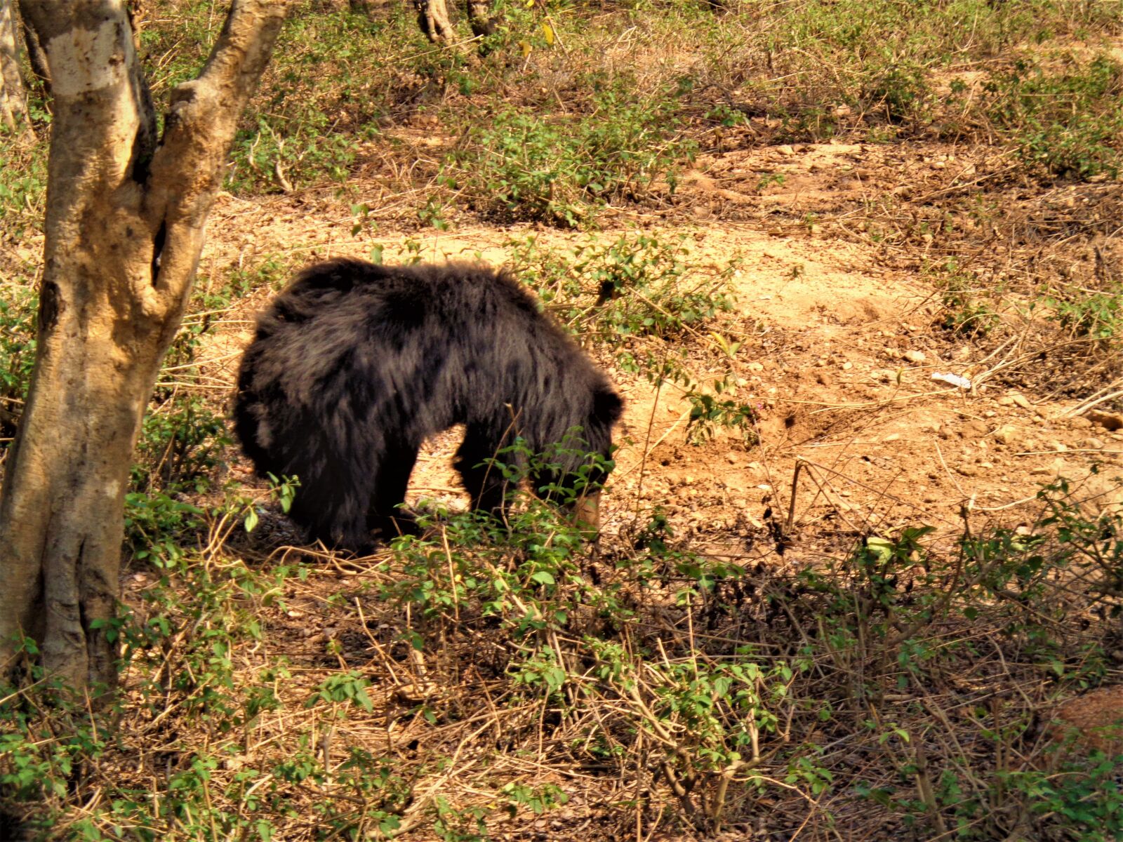 Sony DSC-W630 sample photo. Animal, jangle, bear photography