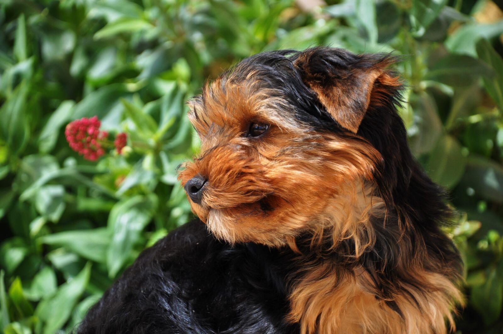 Nikon D90 sample photo. Yorkshire, dog, domestic animal photography
