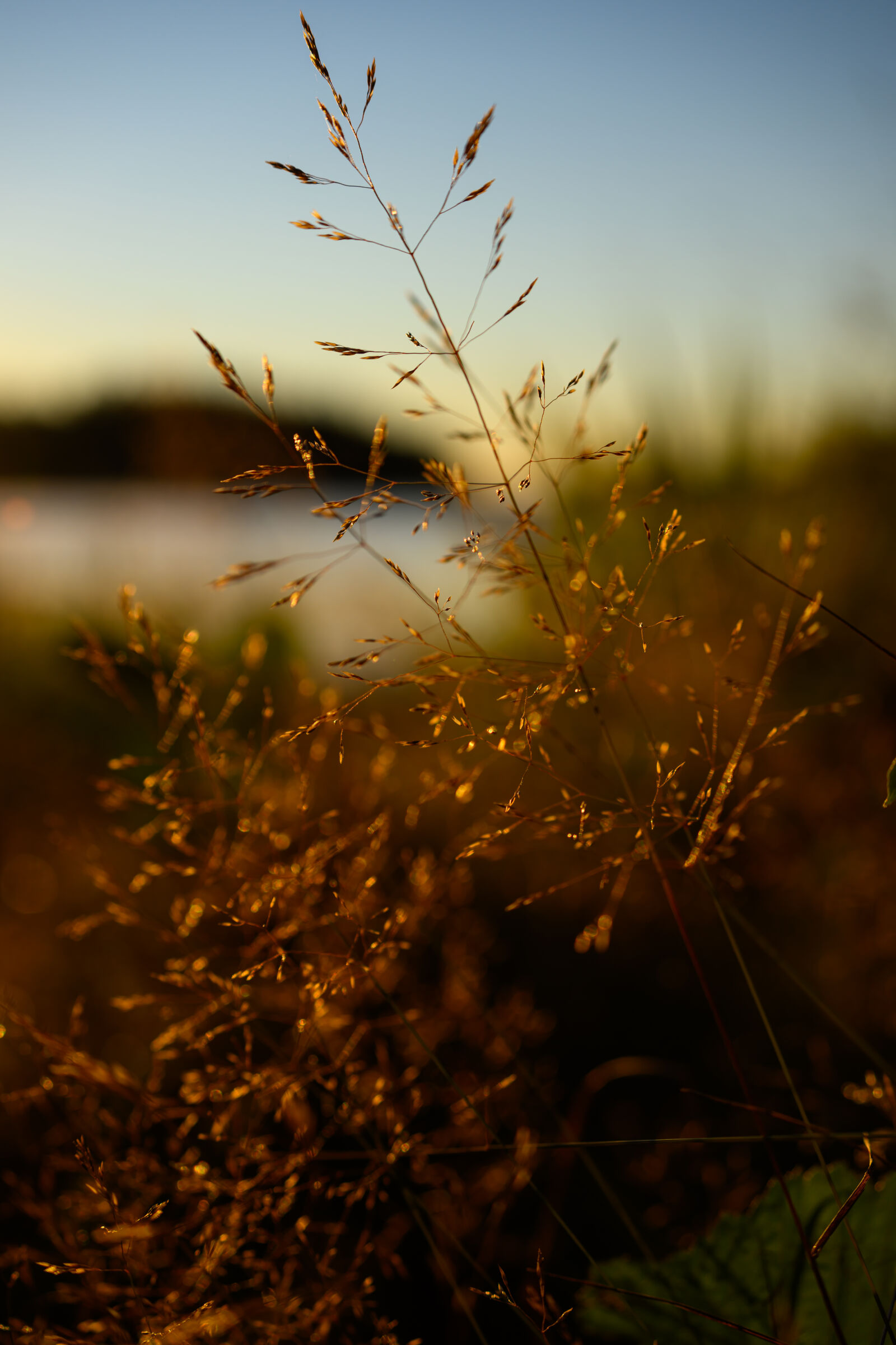 Nikon Z8 sample photo. Sunrise bokeh photography