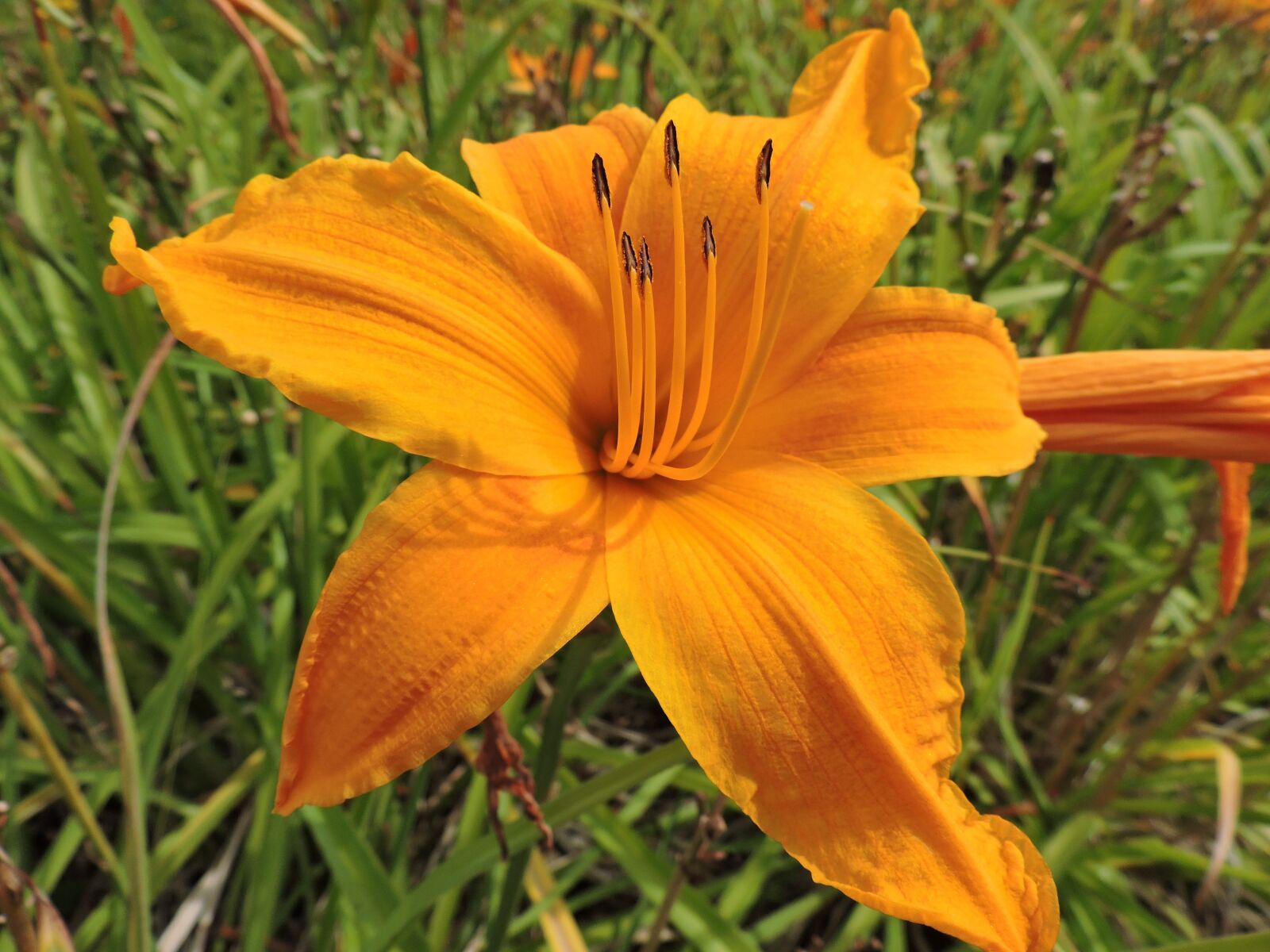 Nikon Coolpix P530 sample photo. Lily, yellow, bloom photography
