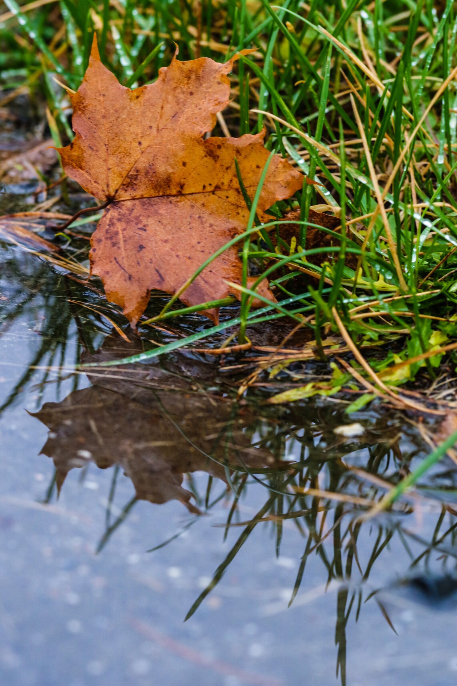 Canon EOS 7D Mark II sample photo. Leaf, autumn, puddle photography