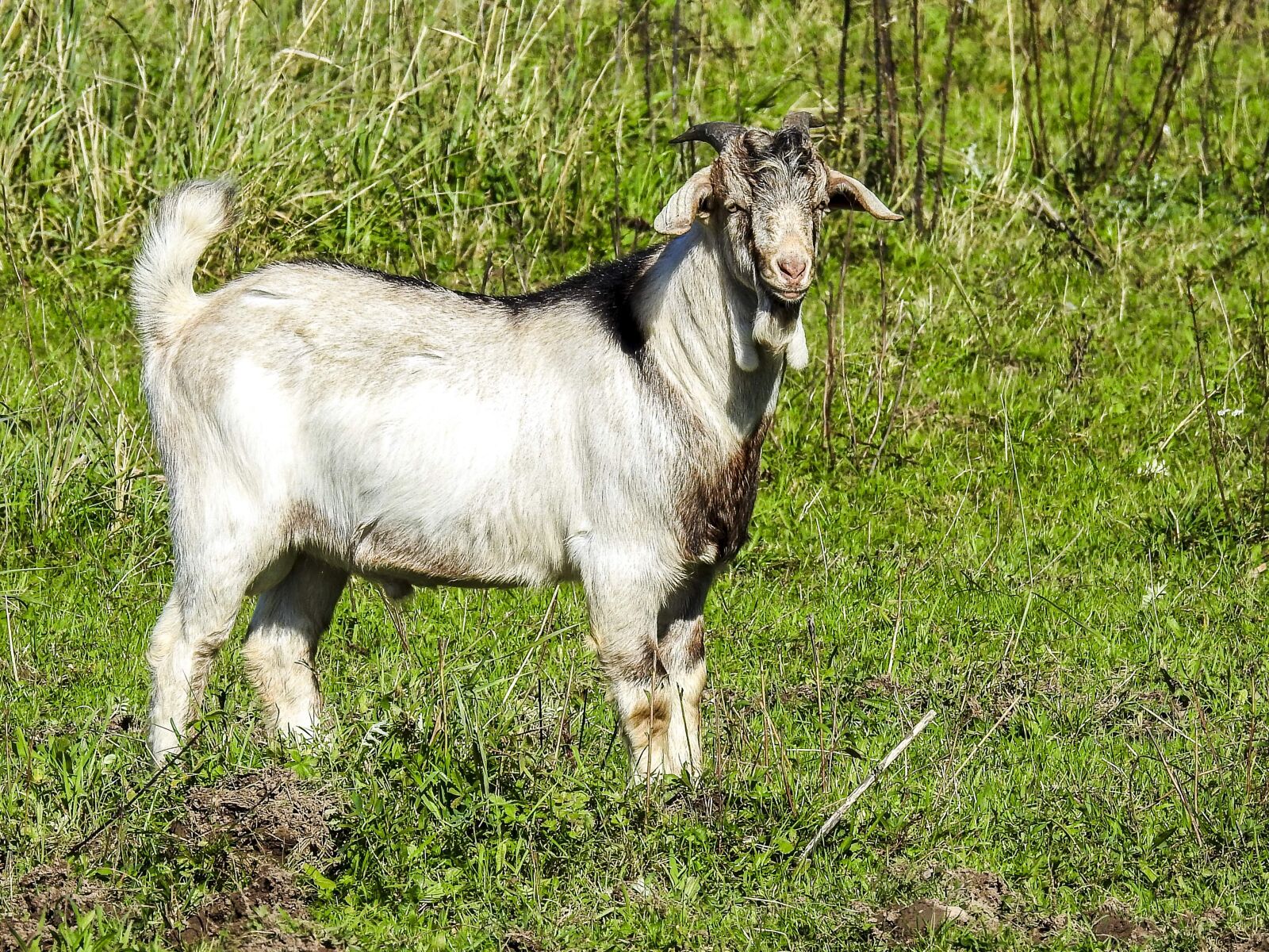 Nikon Coolpix P900 sample photo. Goat, boer goat, weidetier photography