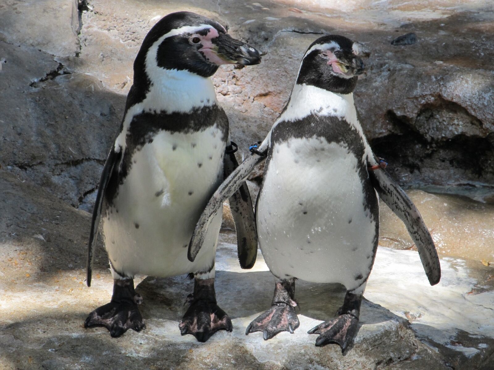 Canon PowerShot SX130 IS sample photo. Penguin pair, couple, cute photography