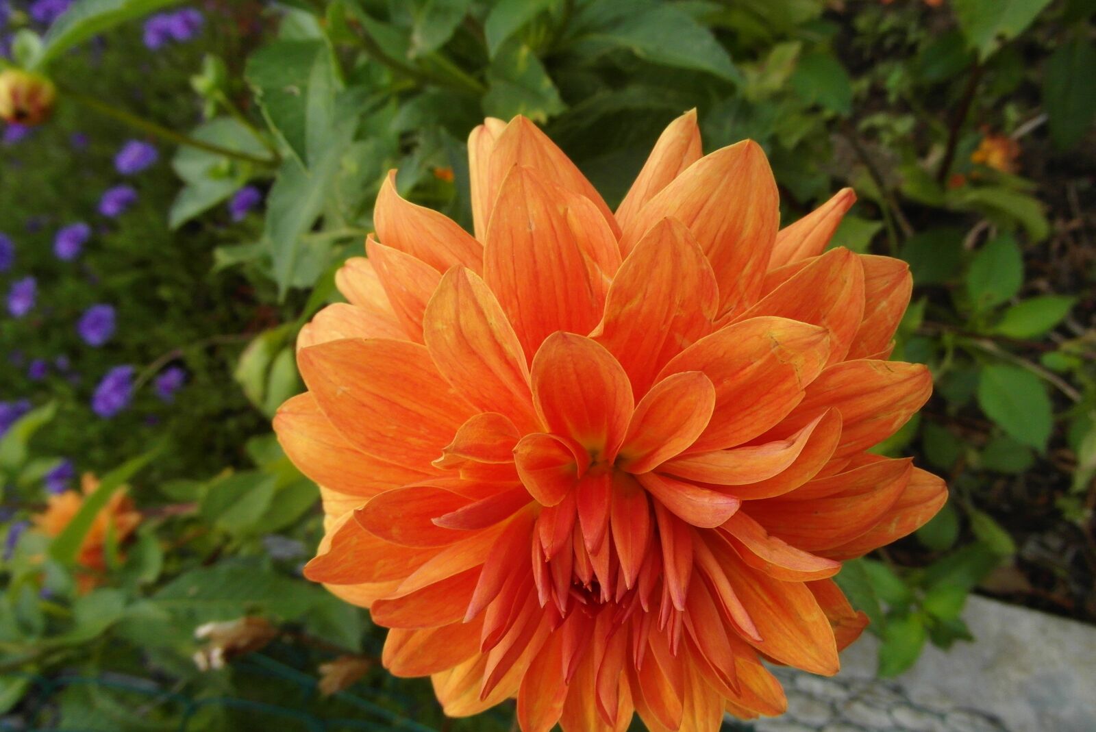 Samsung WB750 sample photo. Dalia, flower, orange photography