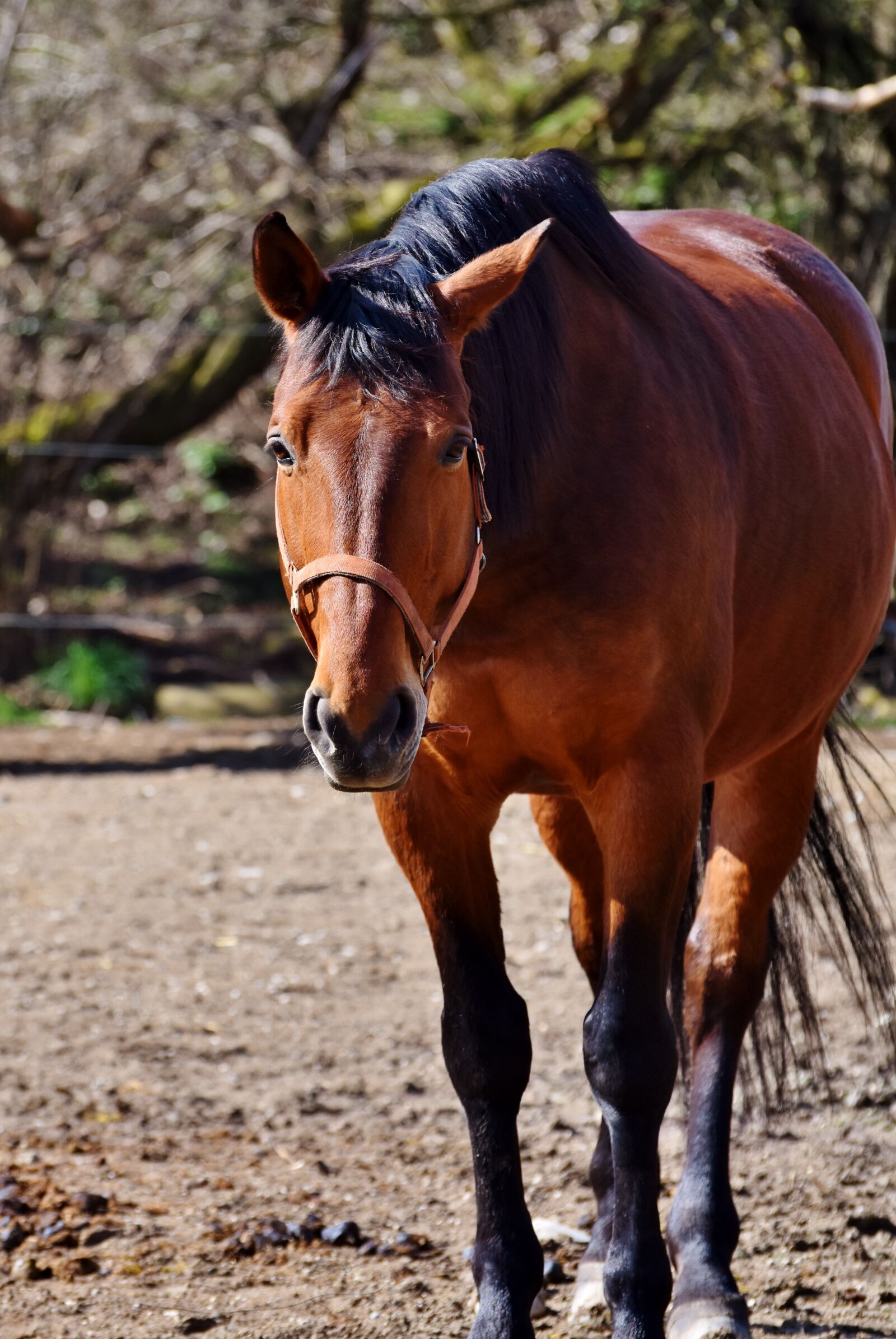 Nikon D7200 sample photo. Horse, stallion, horse head photography
