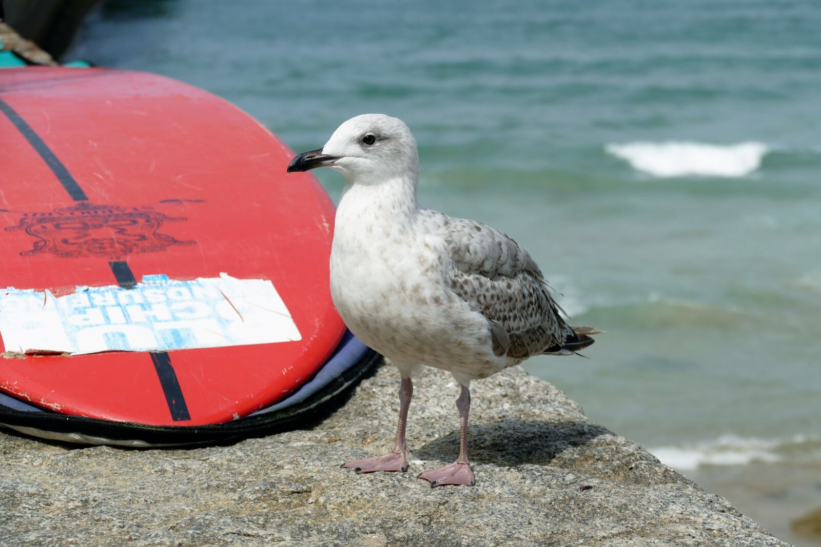 Panasonic Lumix DMC-FZ1000 sample photo. Seagull, bird, animal photography