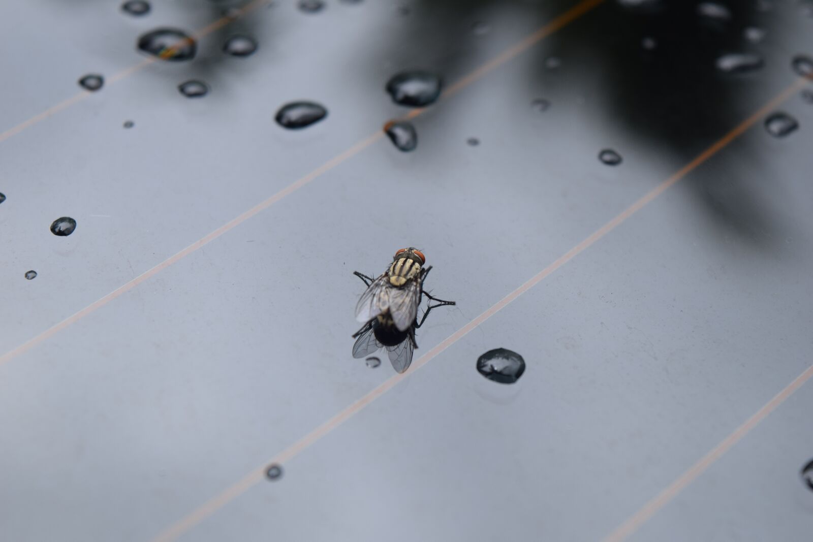 Nikon D3300 sample photo. Fly, insect, bug photography