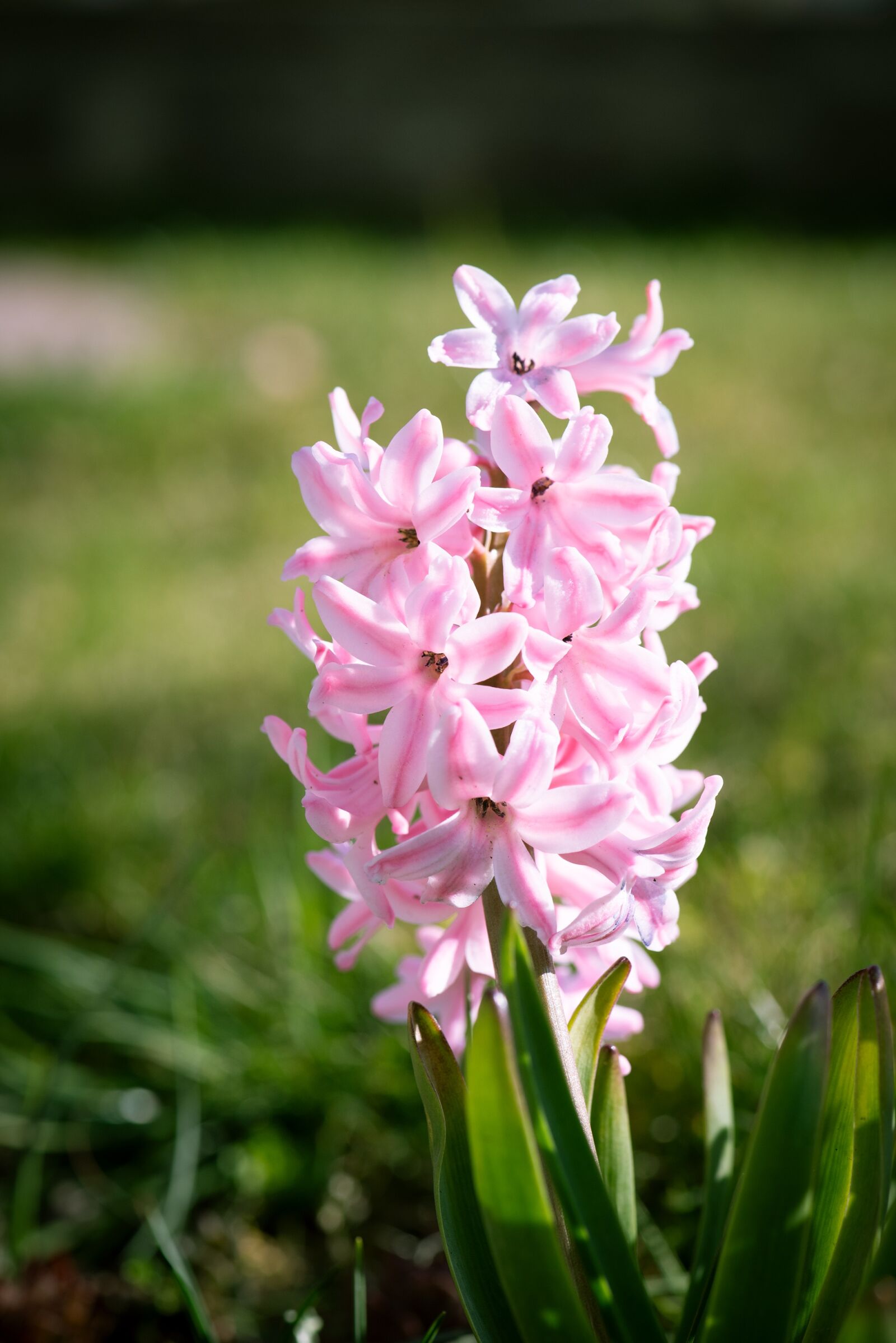 Nikon D750 sample photo. Hyacinth, pink, flower photography
