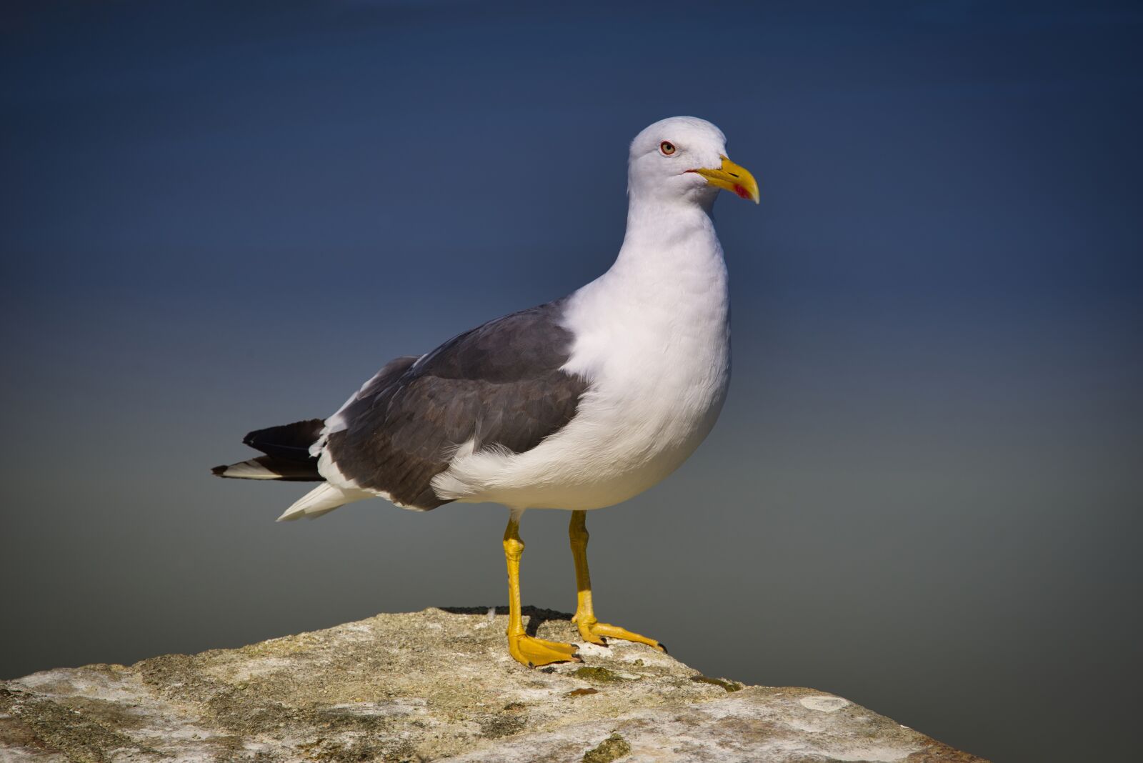Pentax K-1 Mark II sample photo. Bird, gull, seagull photography